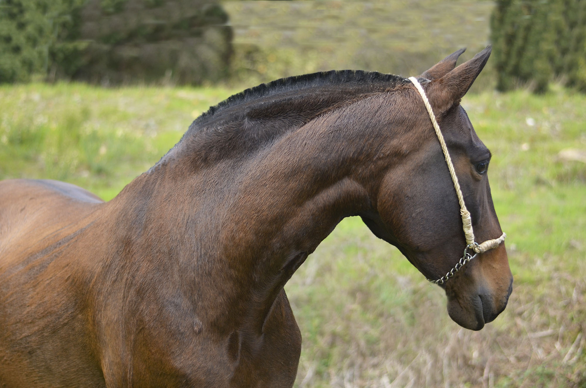 Caballo en Venta