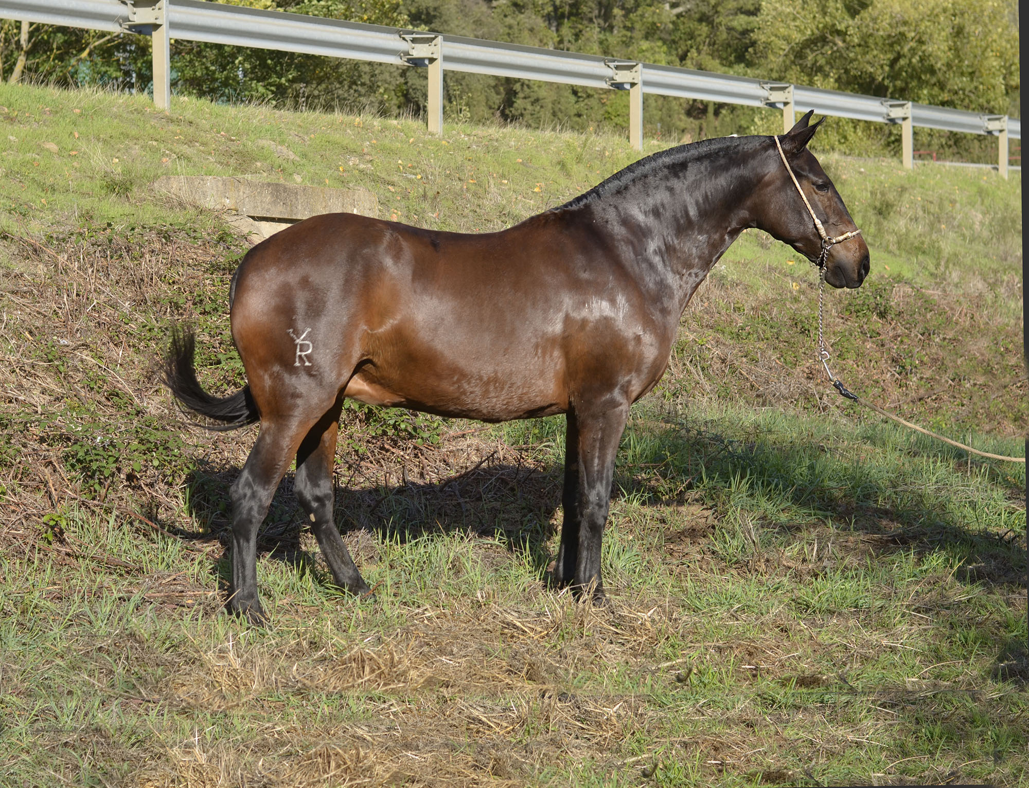 Caballo en Venta