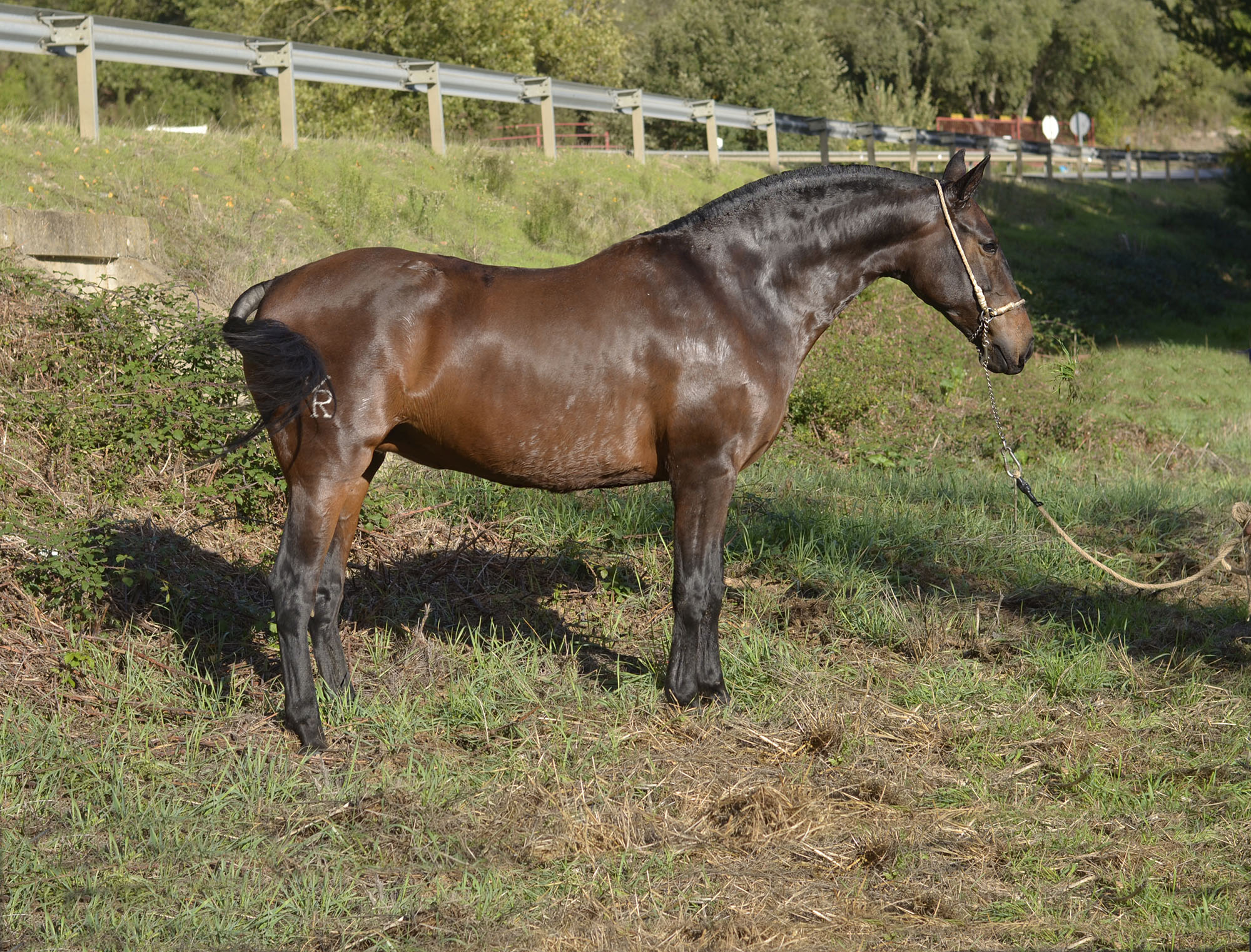 Caballo en Venta