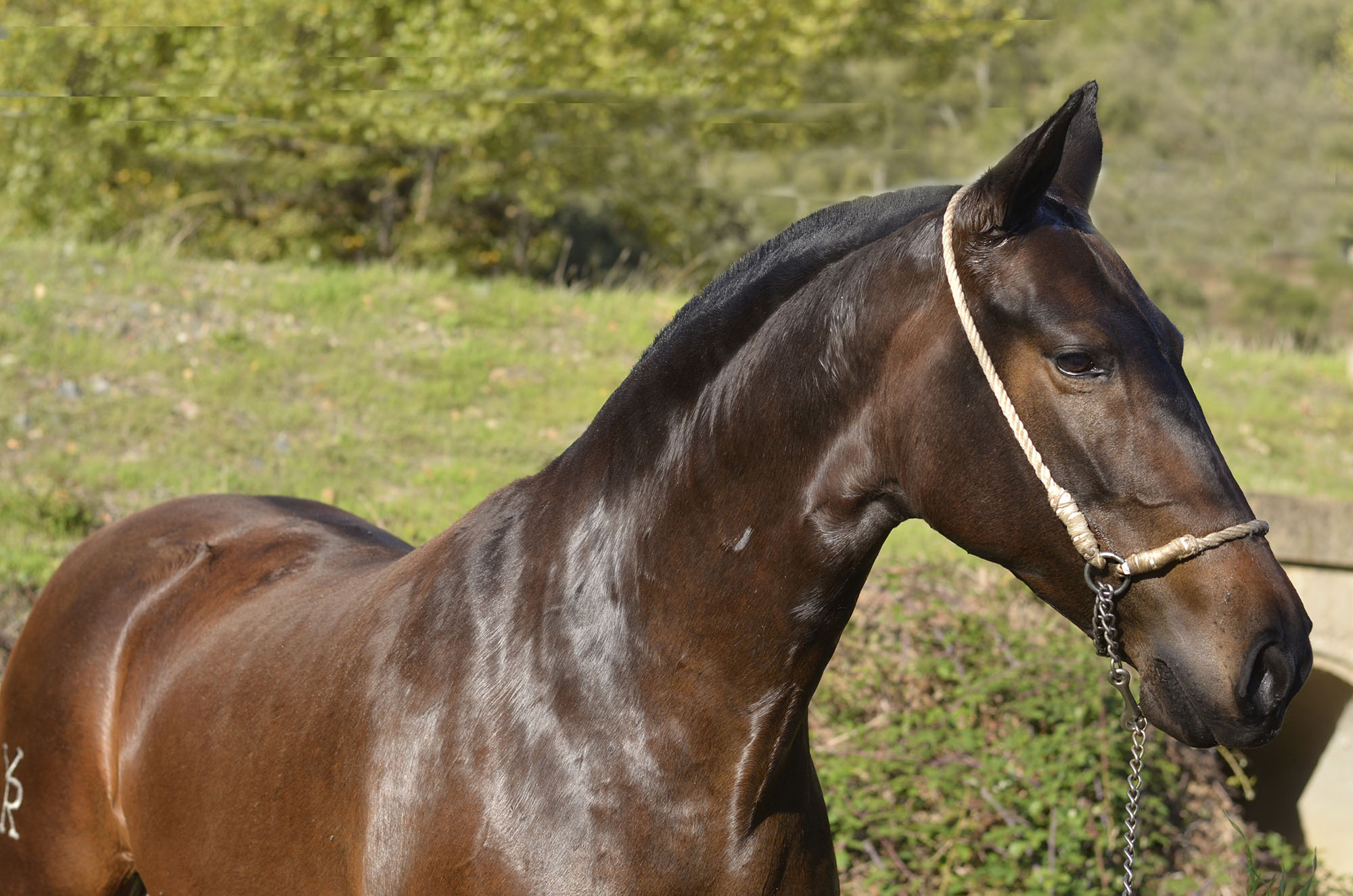 Caballo en Venta