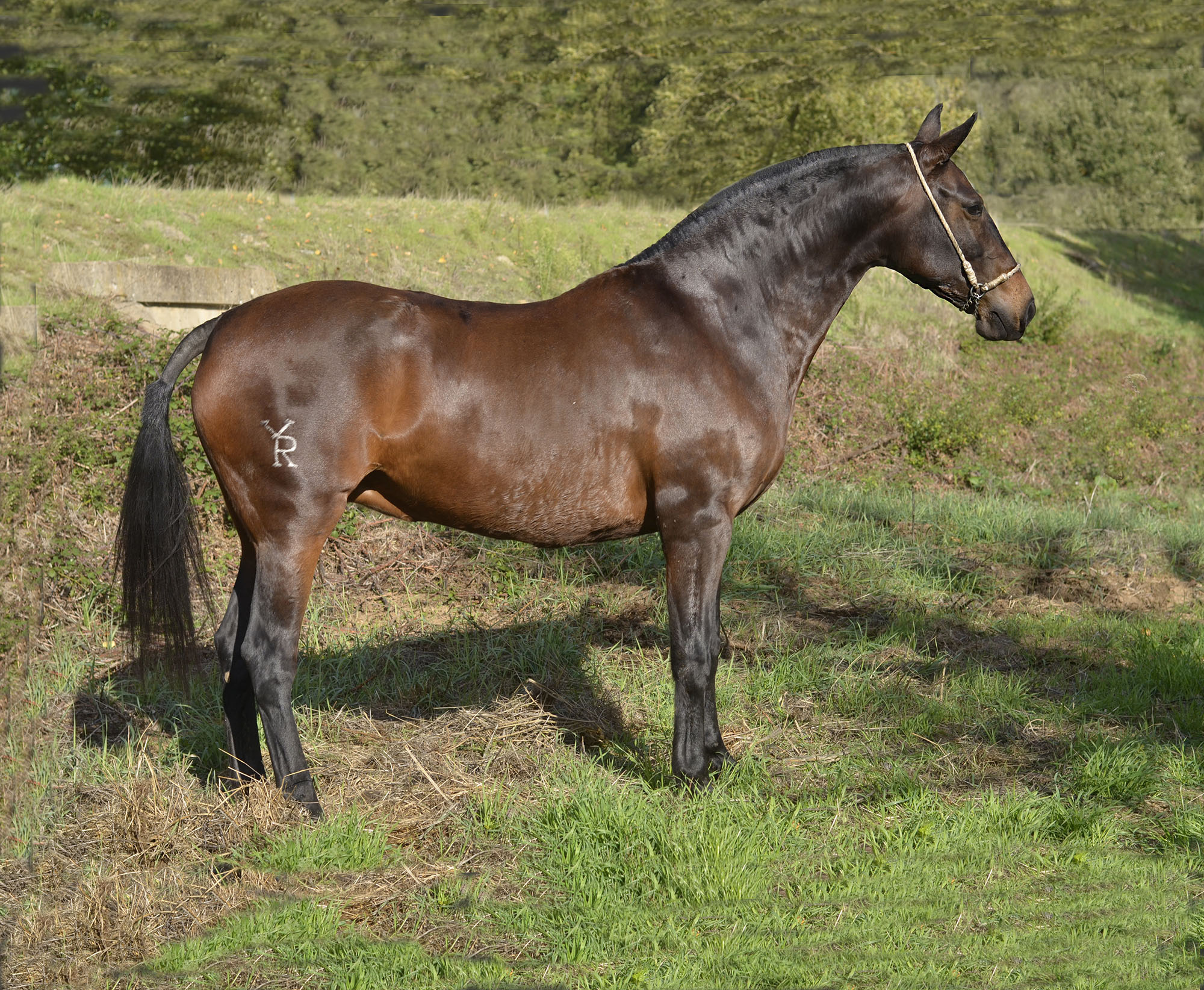 Caballo en Venta