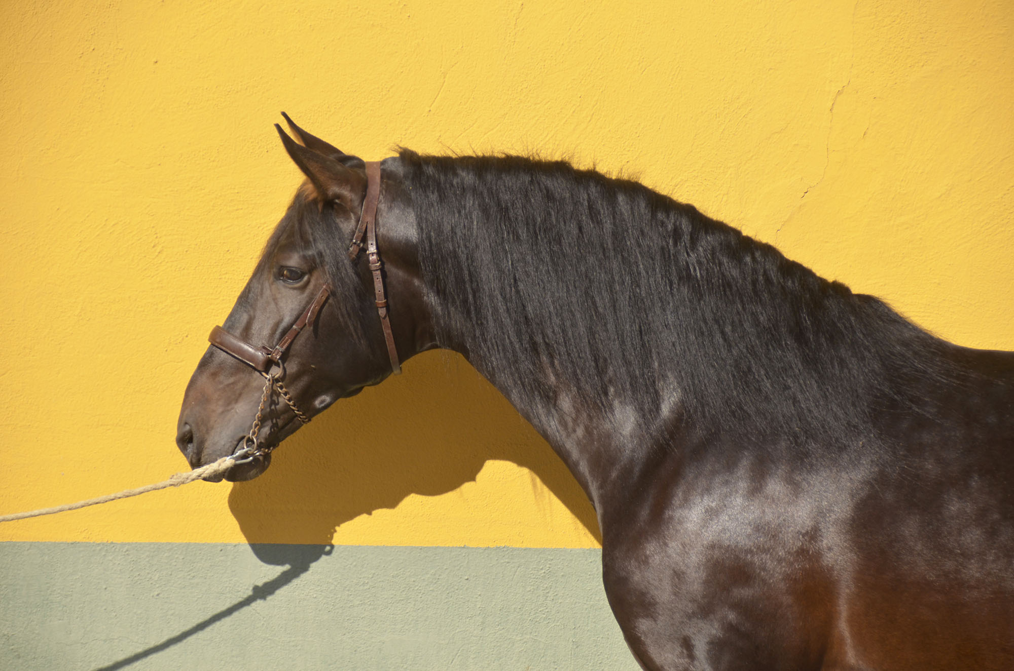 Caballo en Venta
