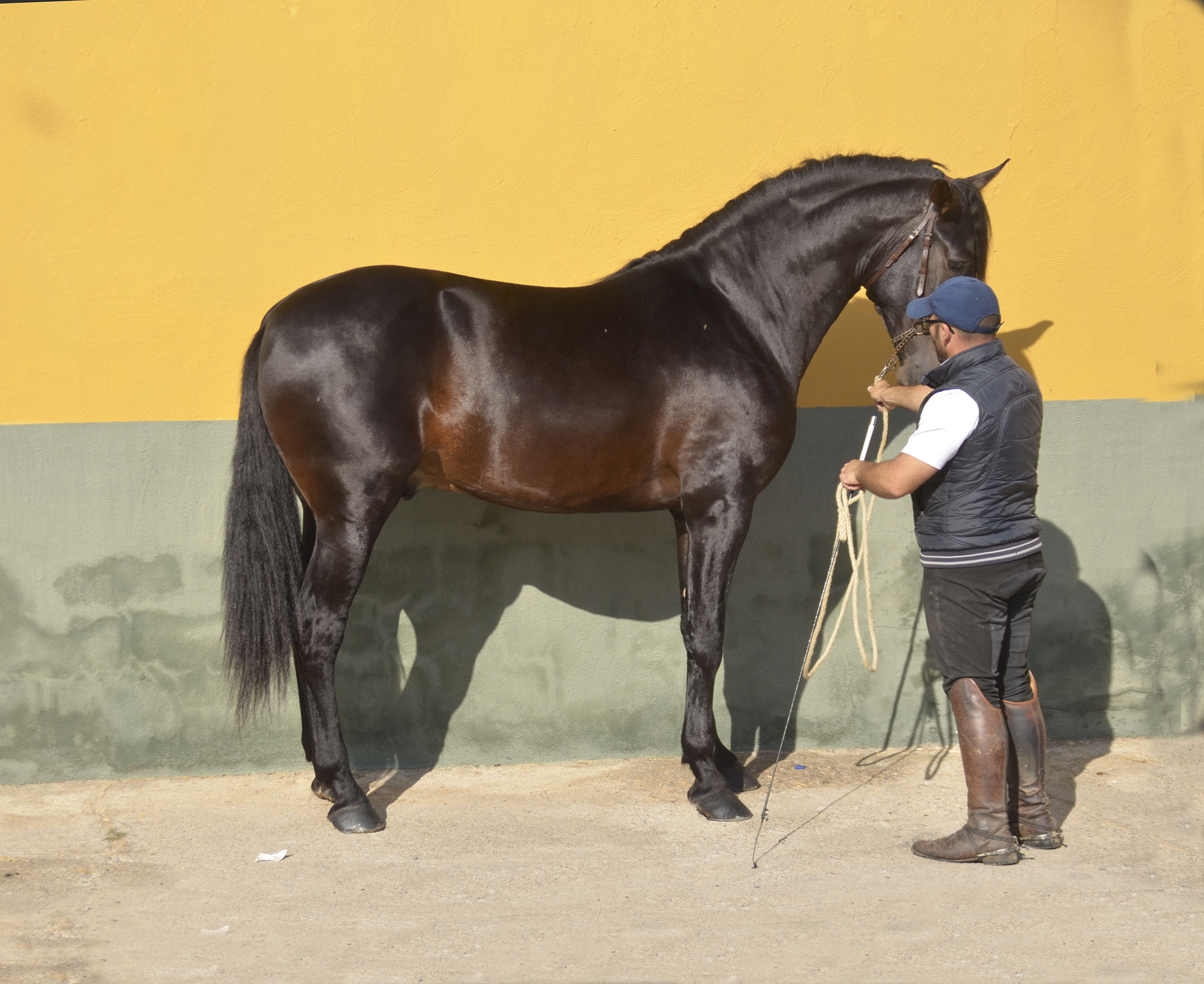 Caballo en Venta