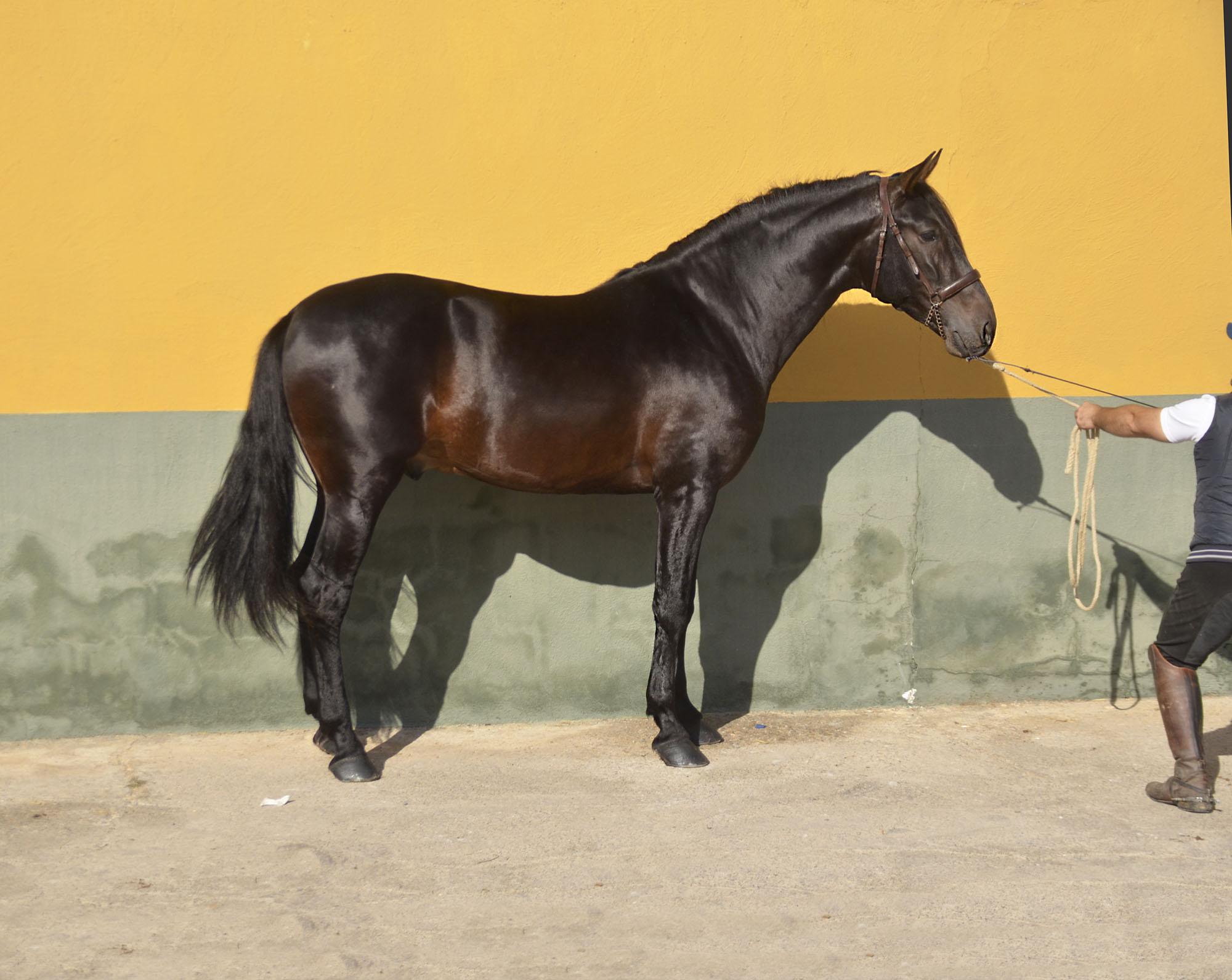 Caballo en Venta