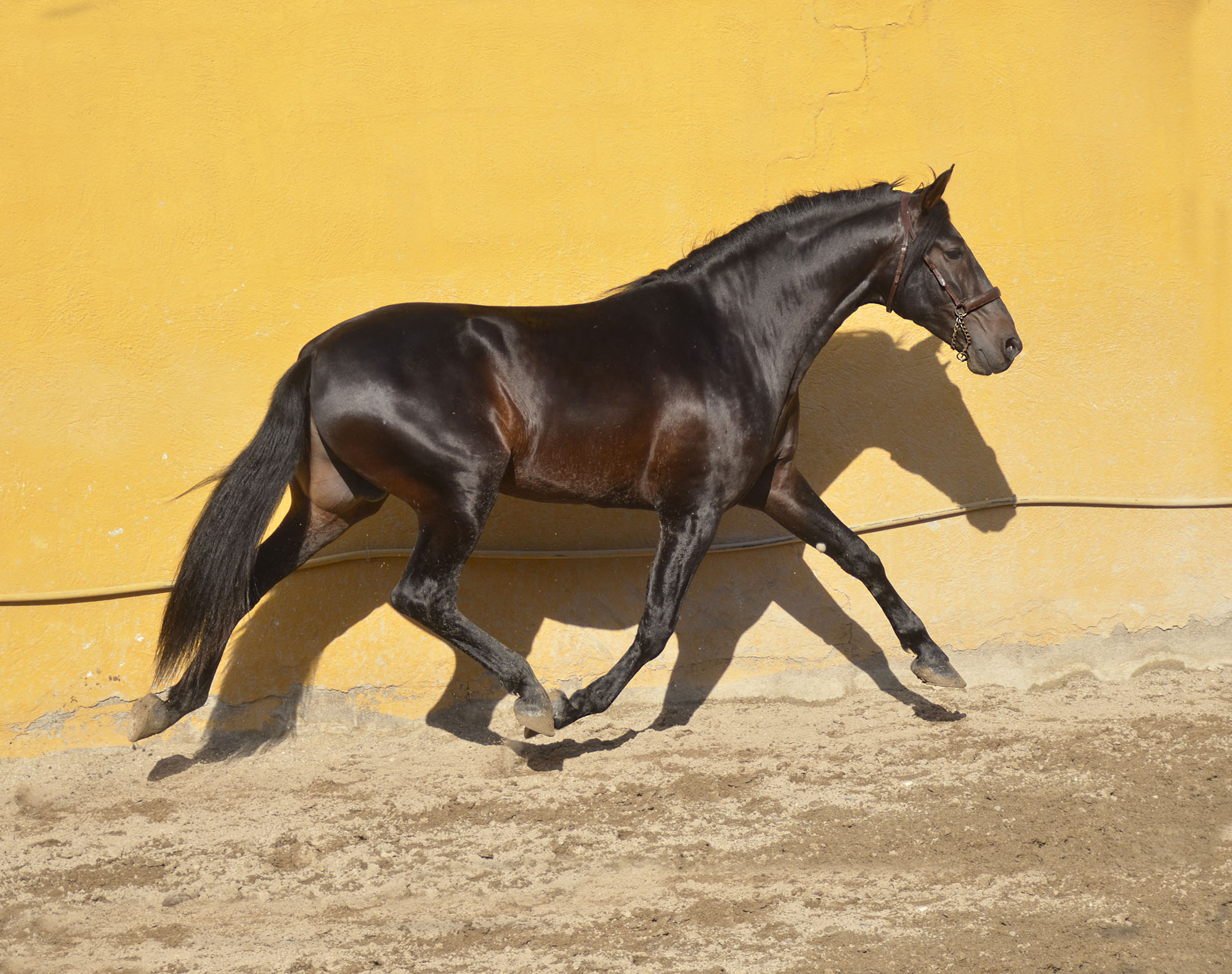 Caballo en Venta