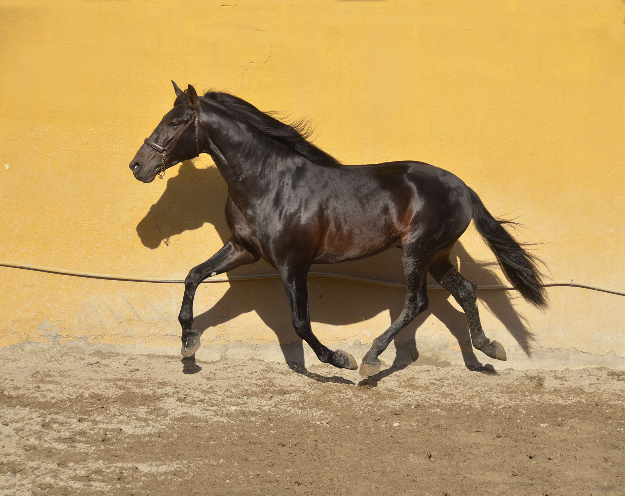 Comprar Caballo