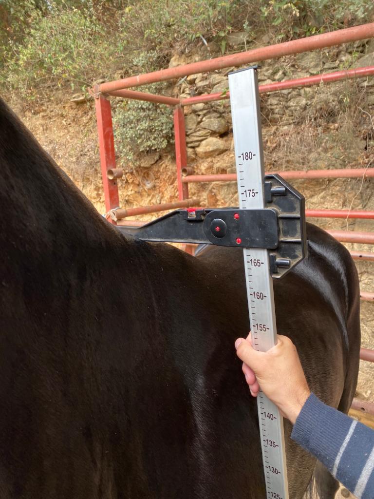 Caballo en Venta
