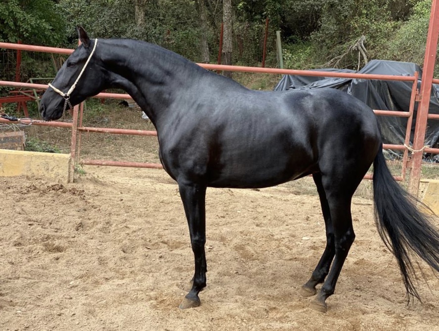 Caballo en Venta