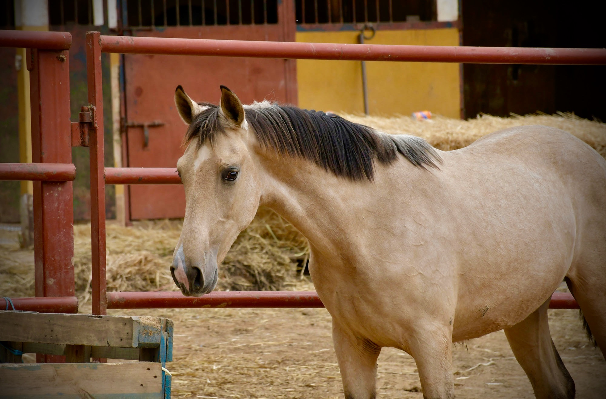 Caballo en Venta