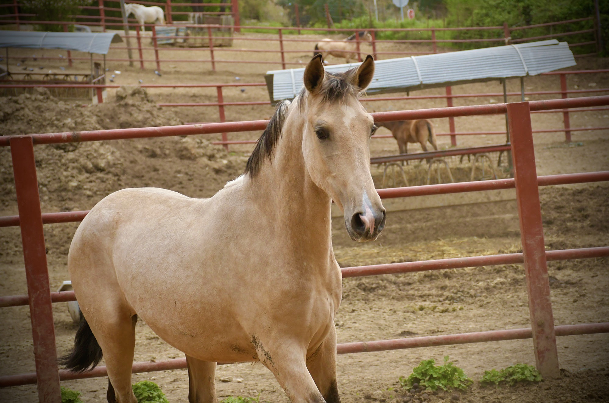 Caballo en Venta