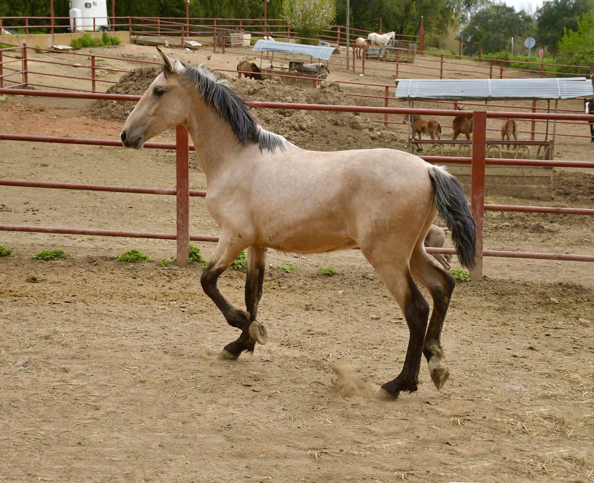 Caballo en Venta