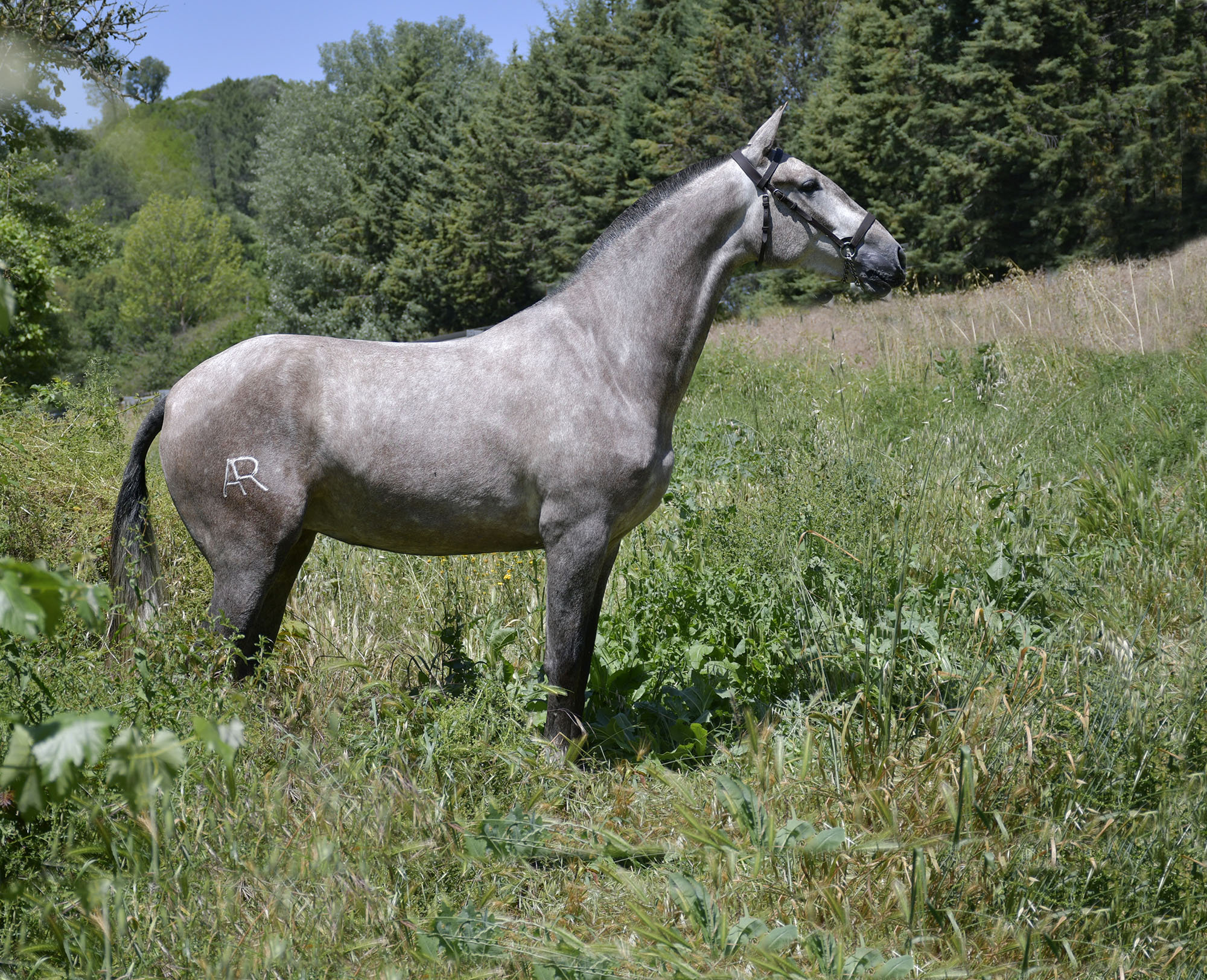 Caballo en Venta
