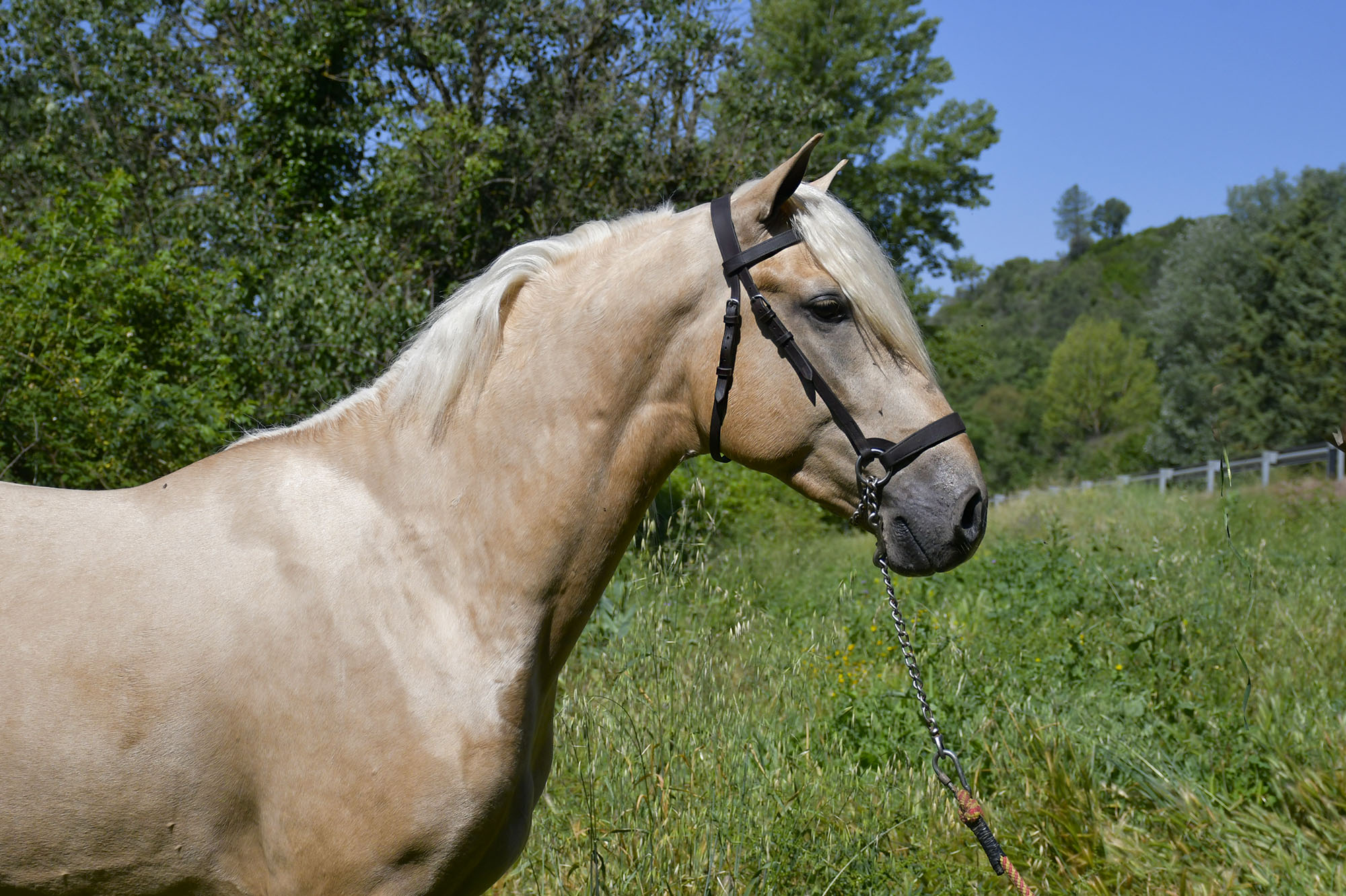 Caballo en Venta