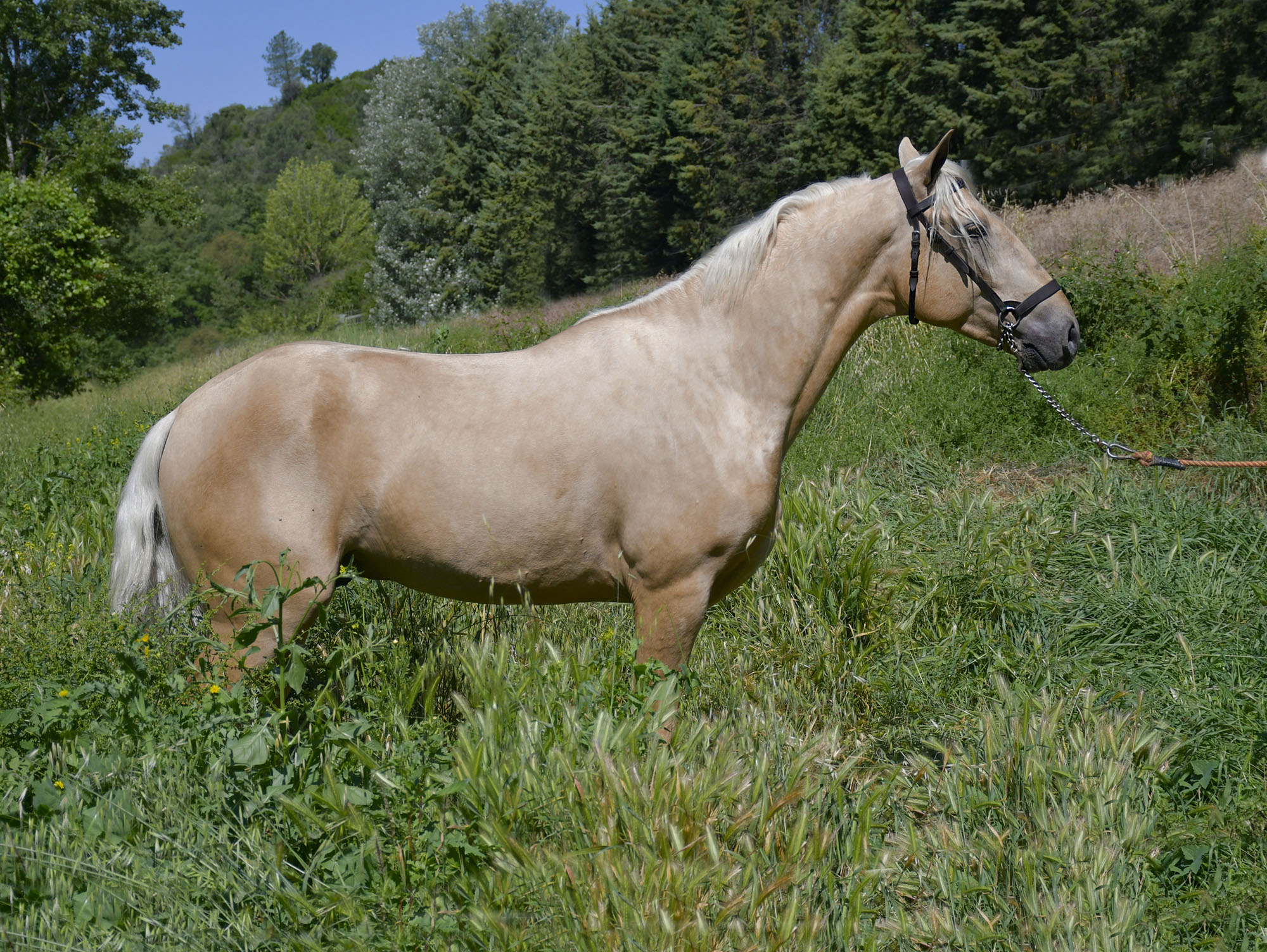Caballo en Venta