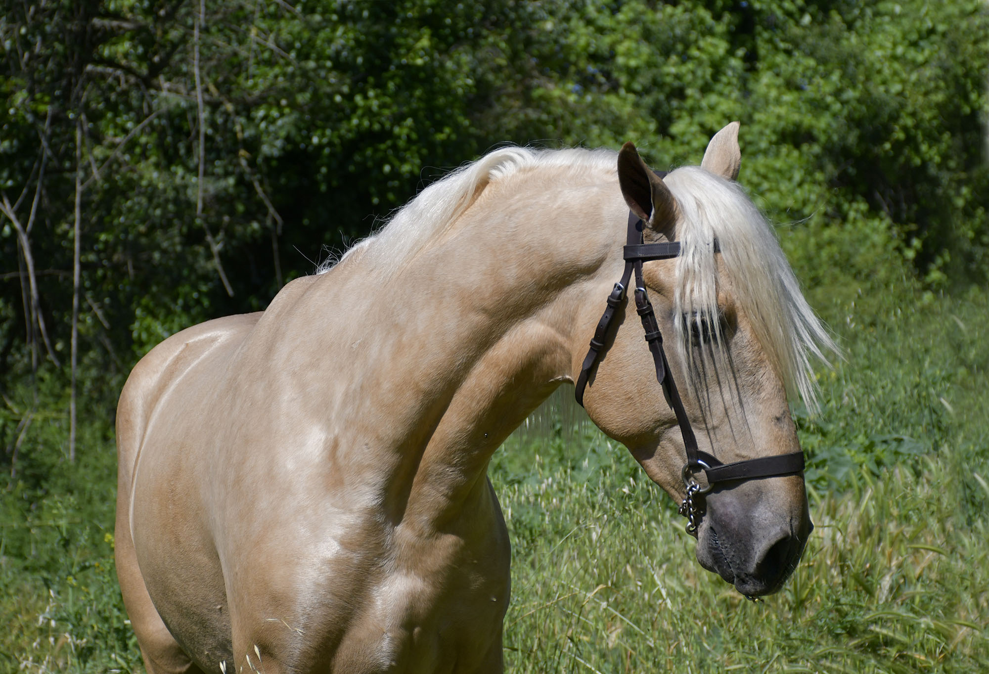 Comprar Caballo