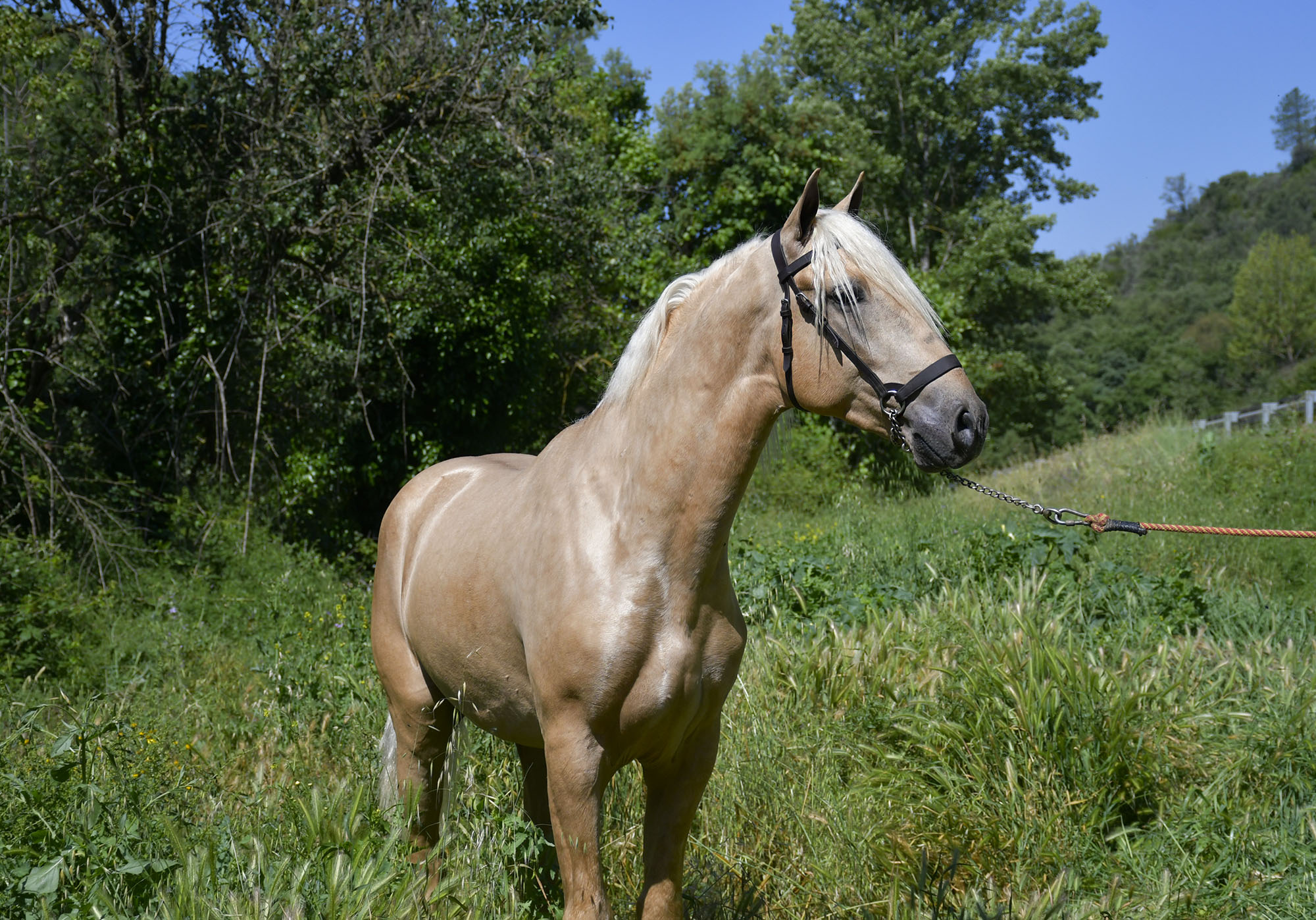 Caballo en Venta
