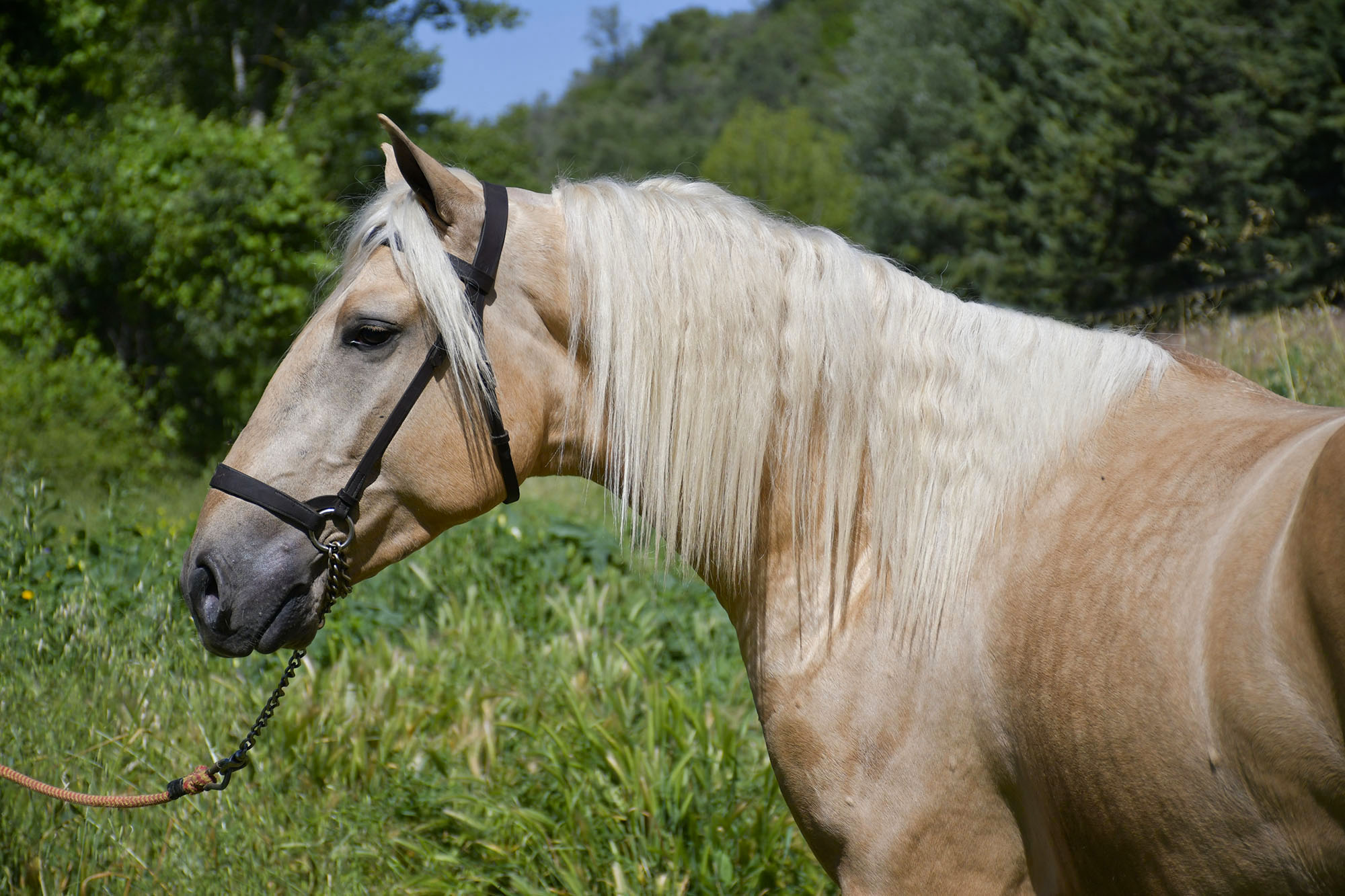 Caballo en Venta