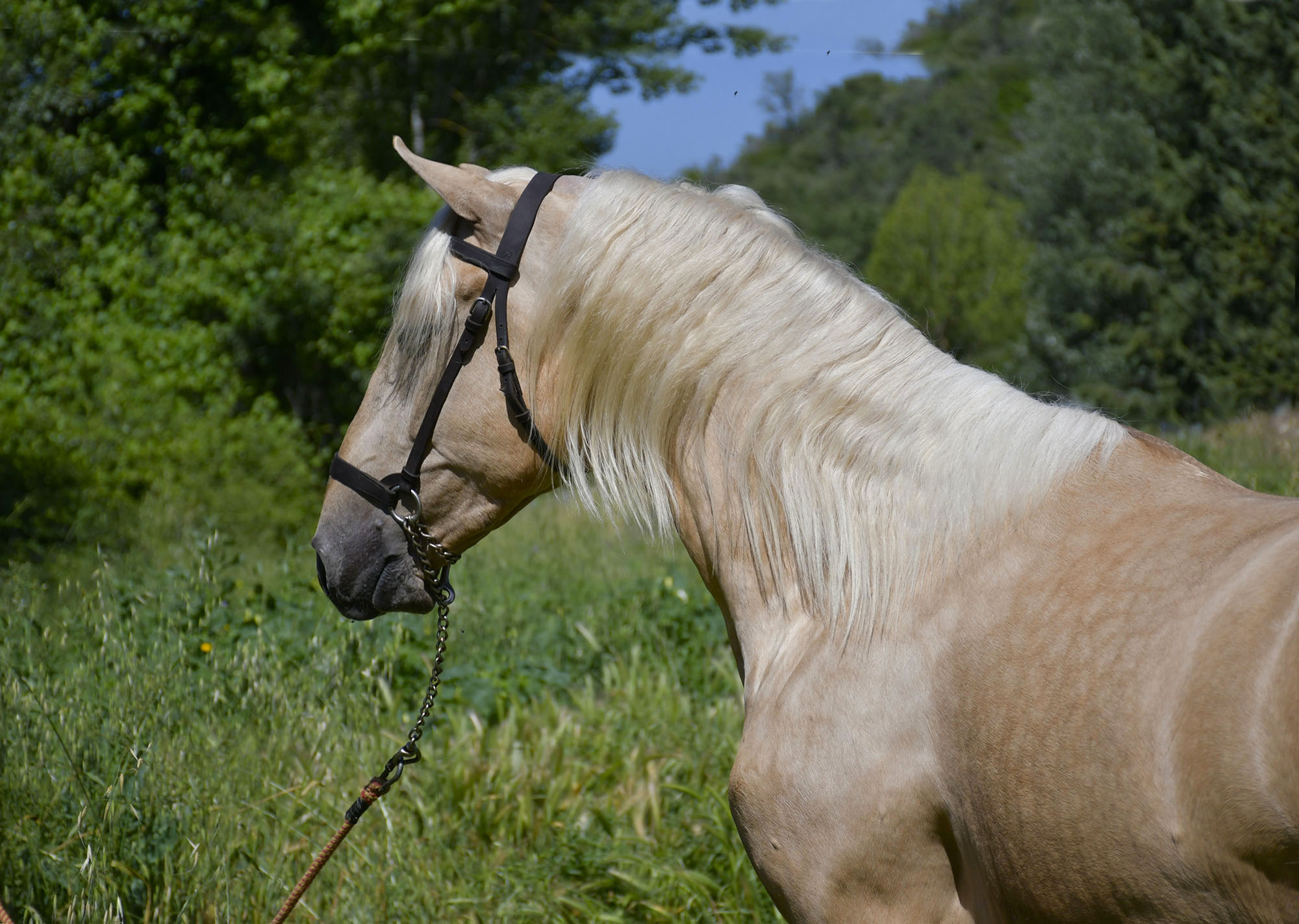 Comprar Caballo