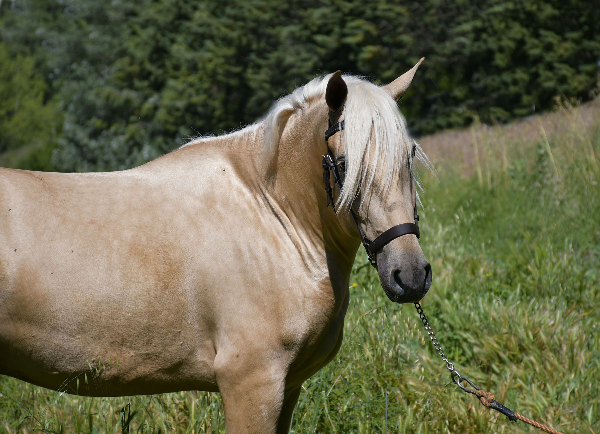 Caballo en Venta