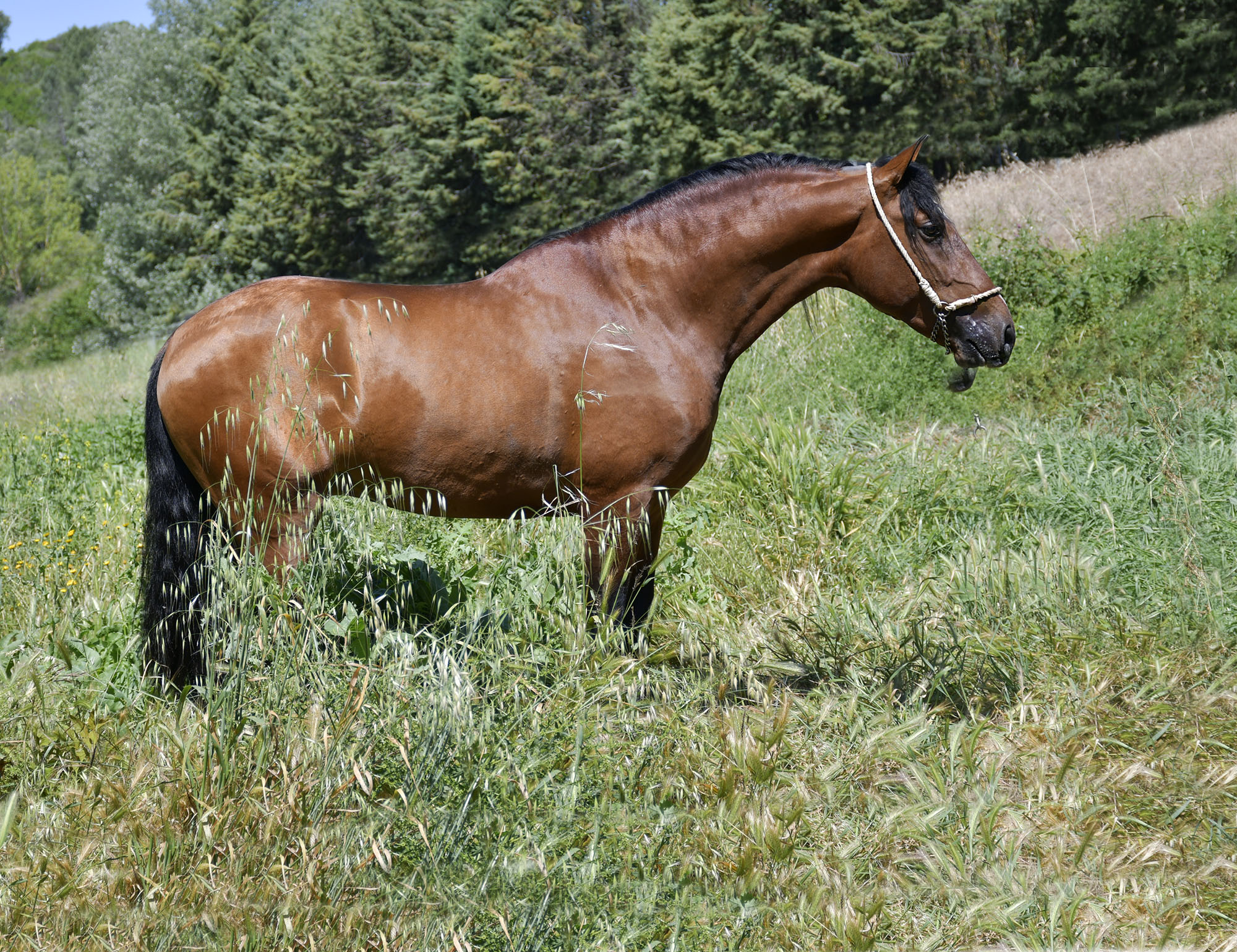 Caballo en Venta