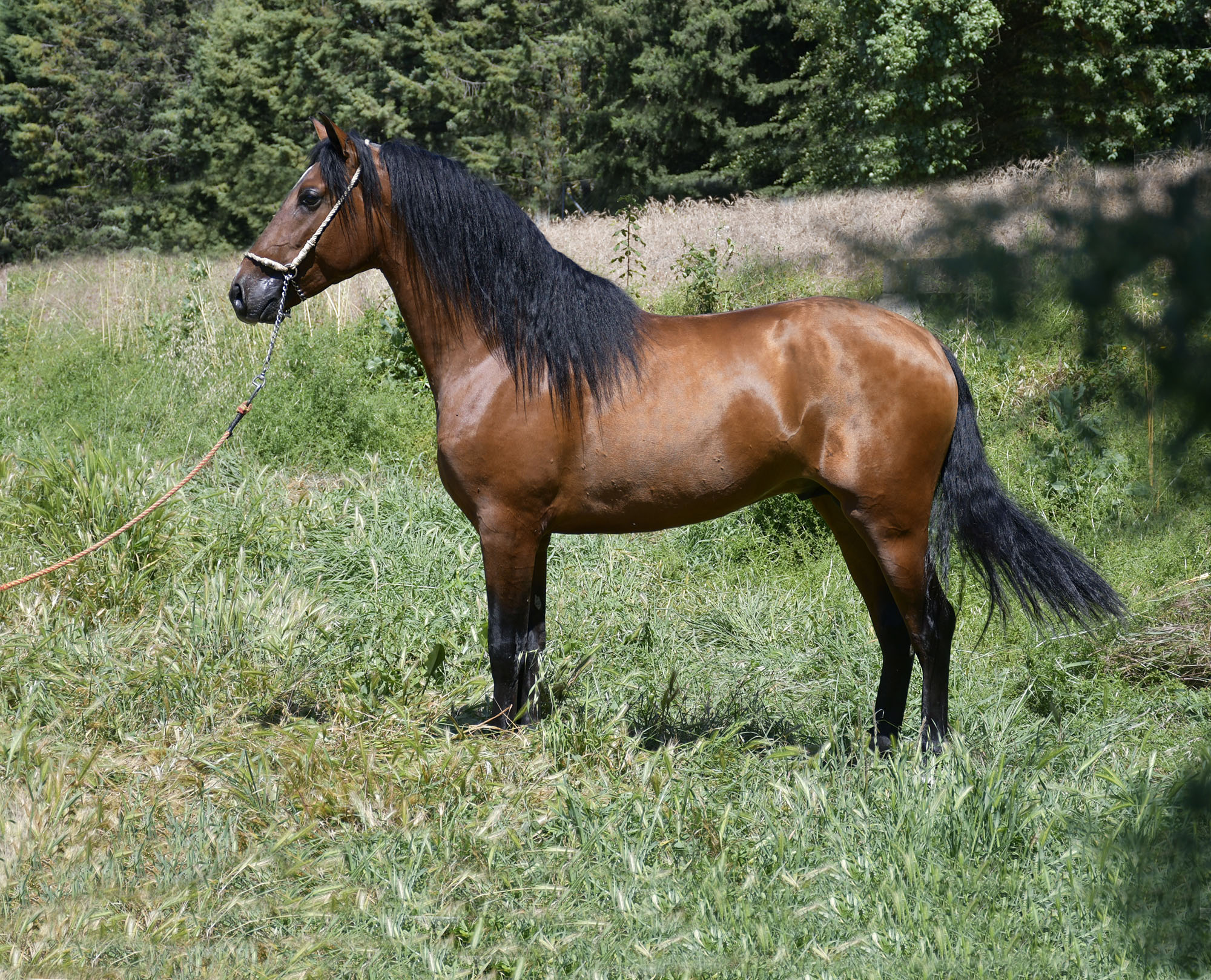 Caballo en Venta