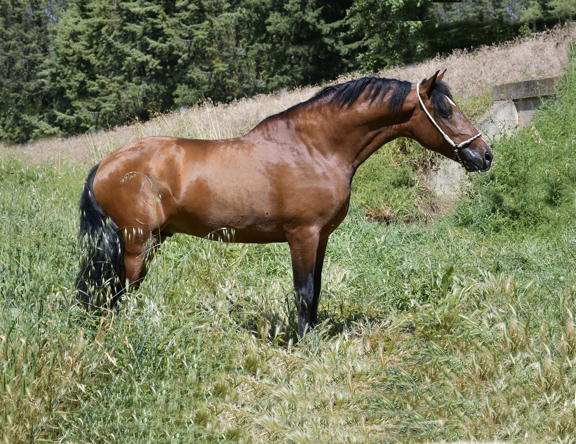 Caballo en Venta