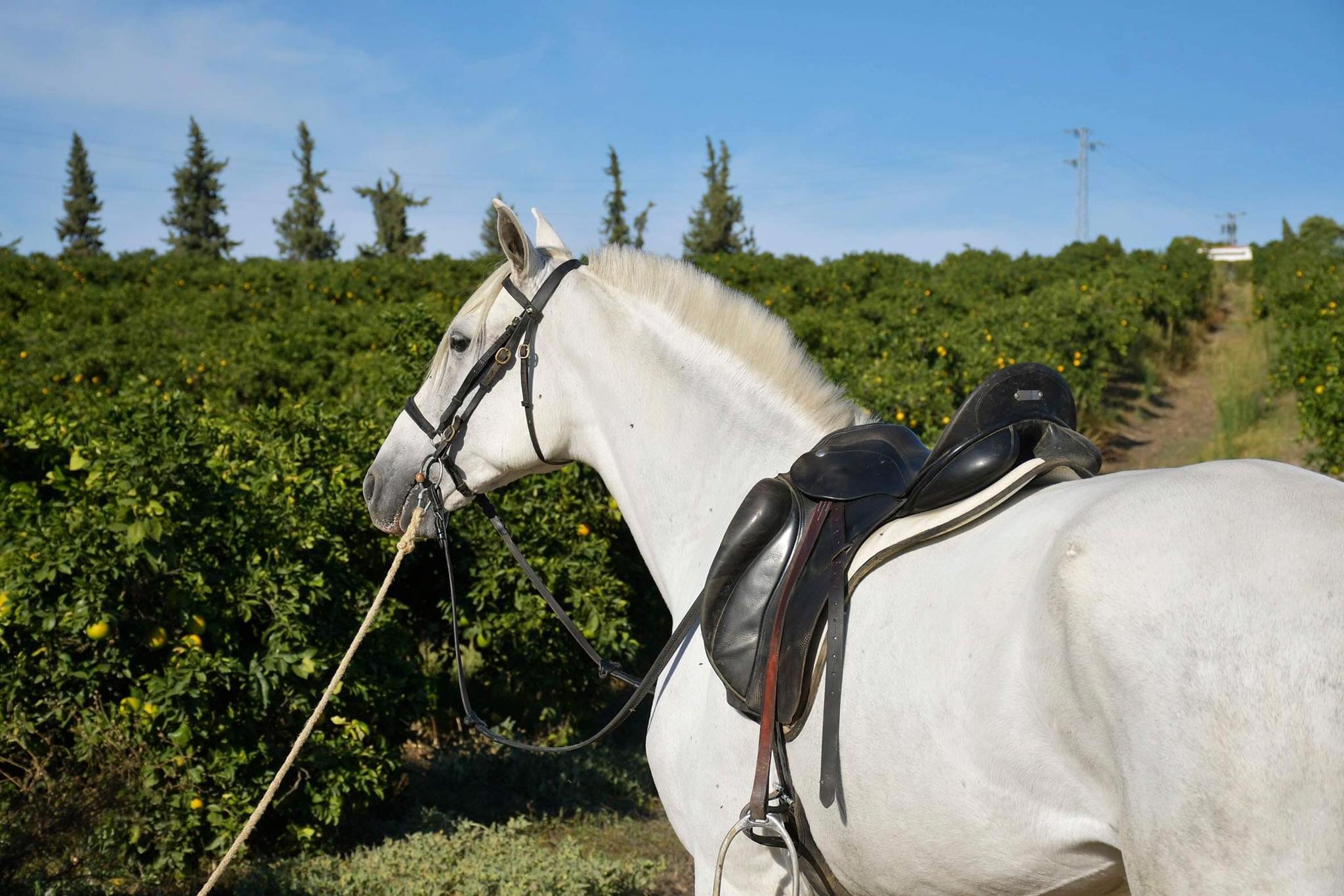 Caballo en Venta
