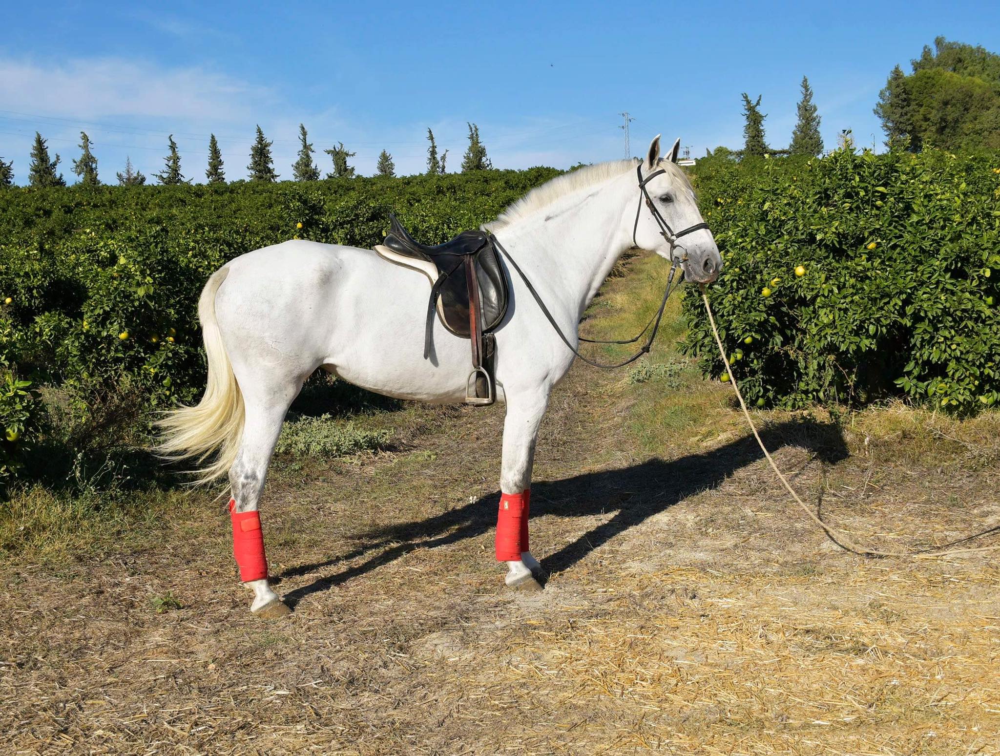 Caballo en Venta