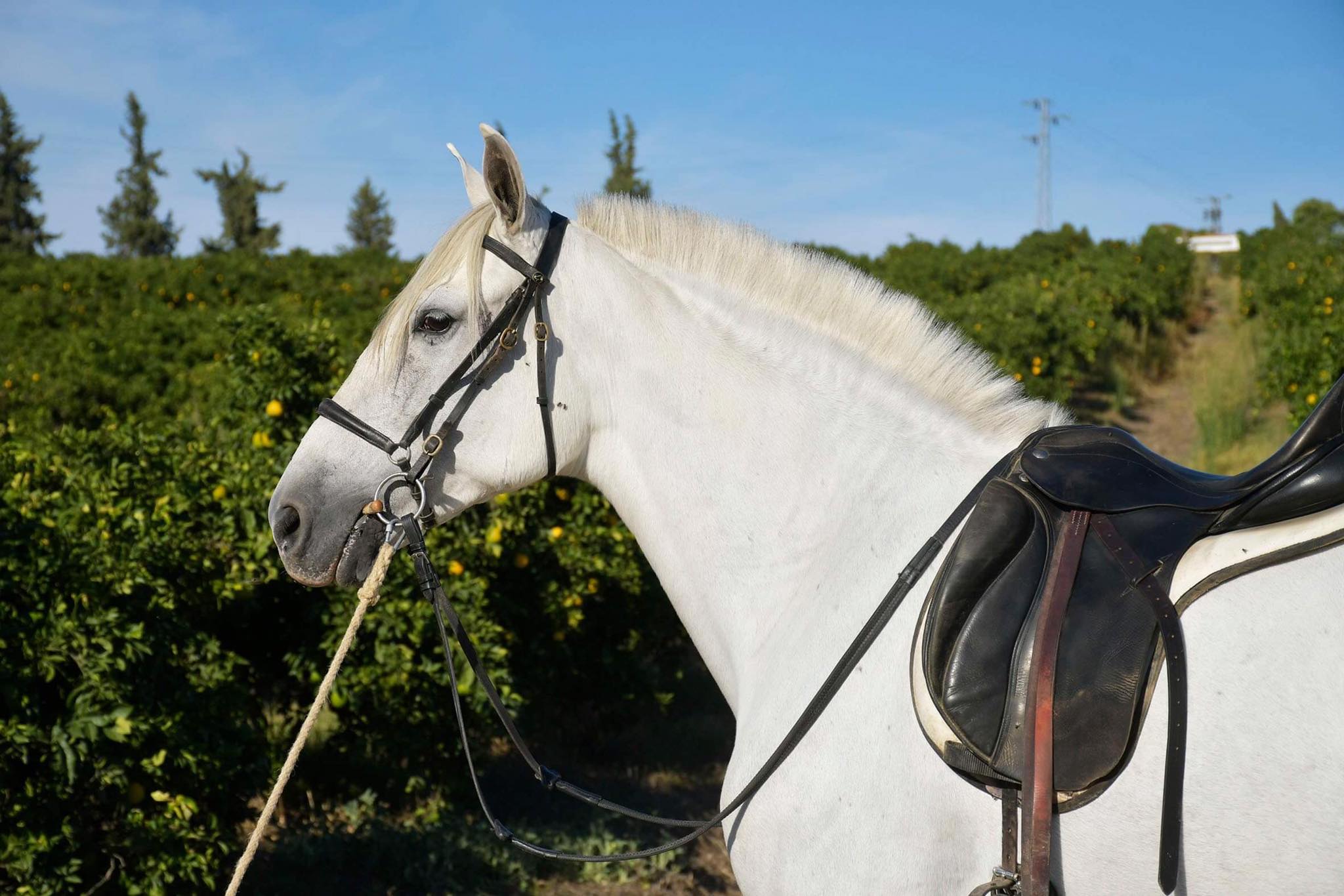 Caballo en Venta