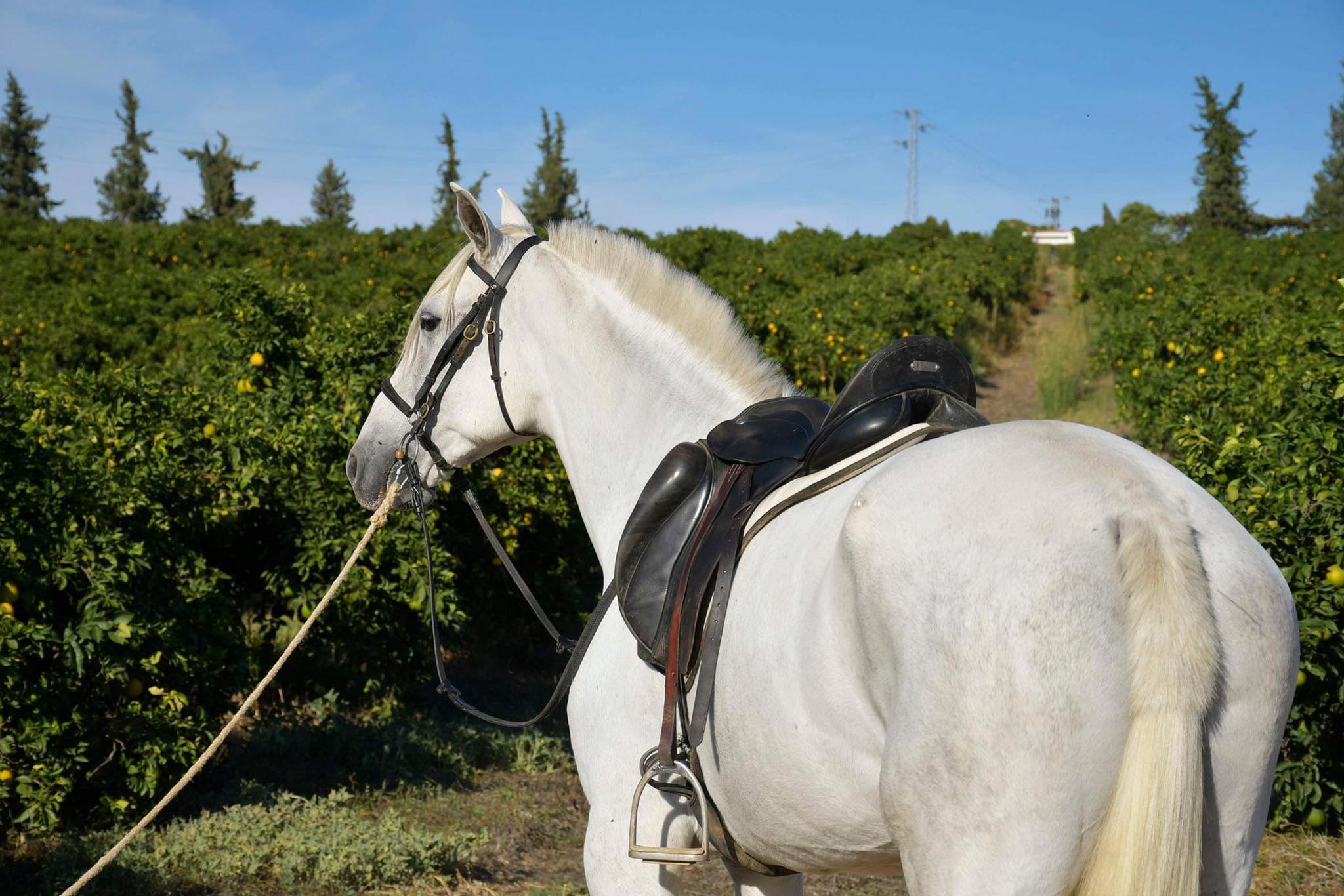 Caballo en Venta