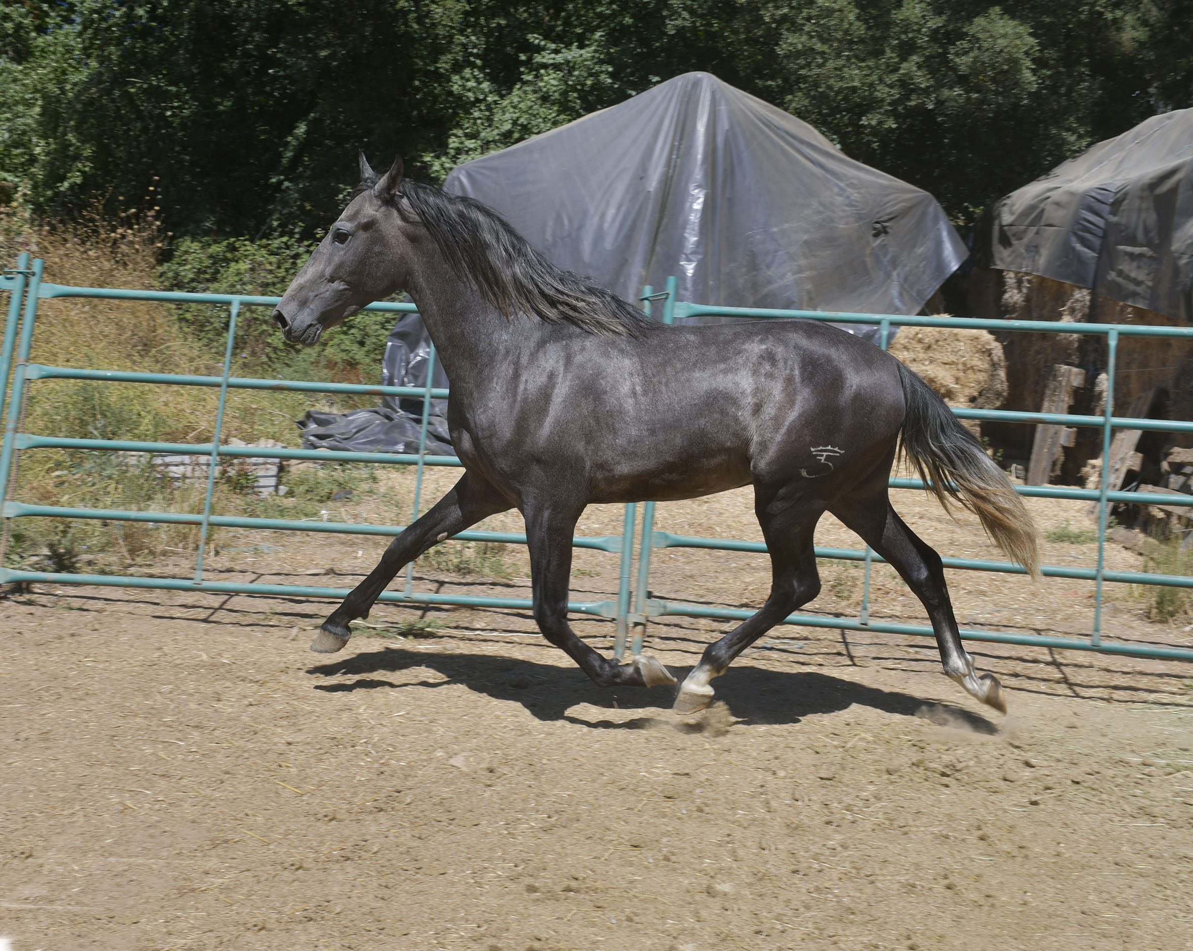 Caballo en Venta