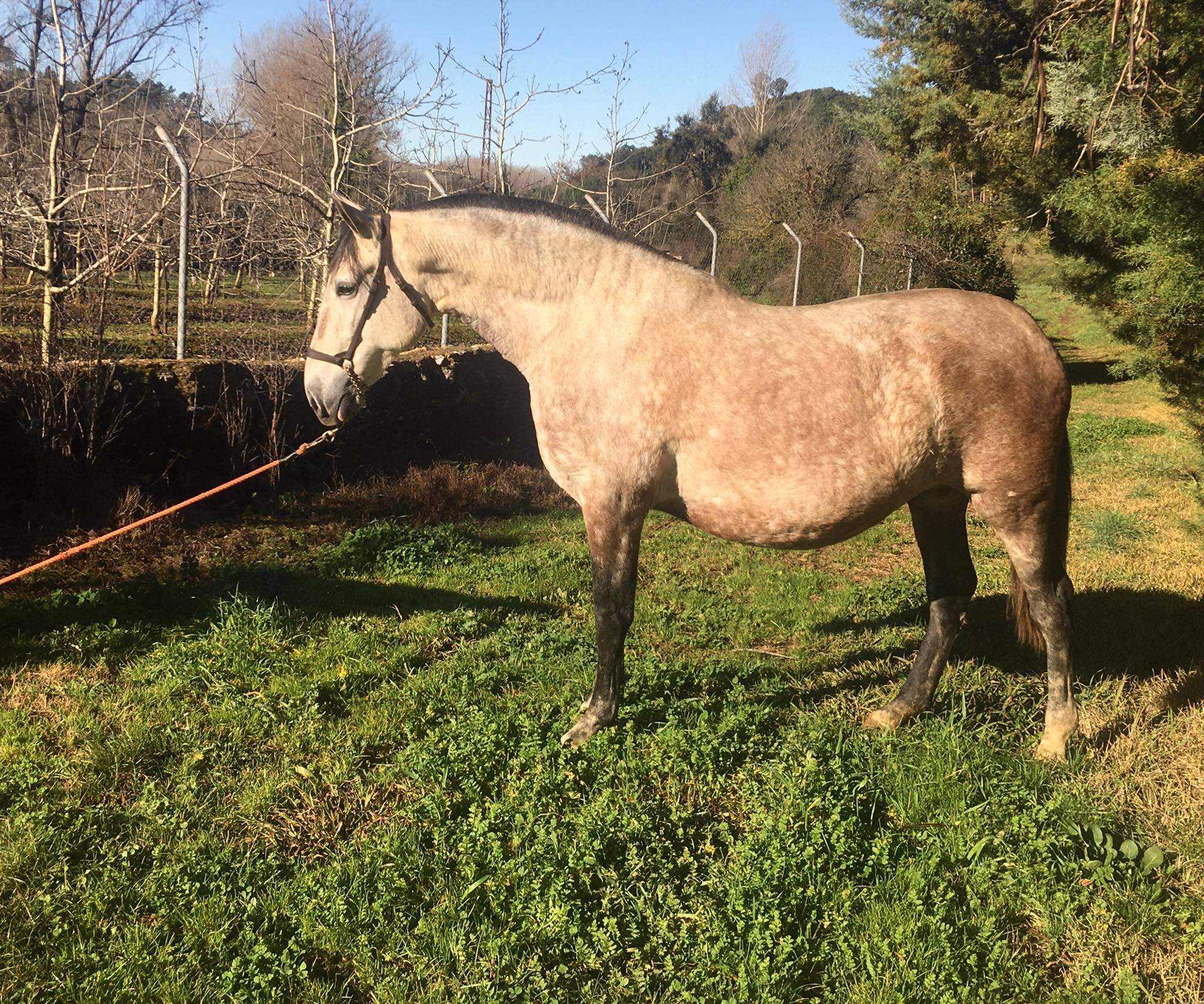 Caballo en Venta