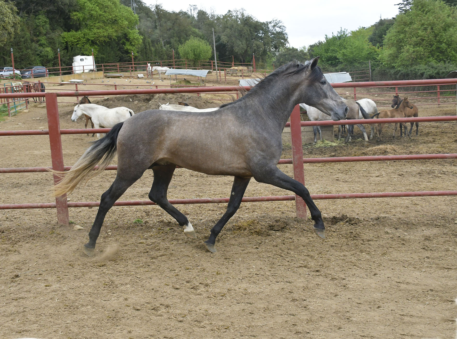 Comprar Caballo