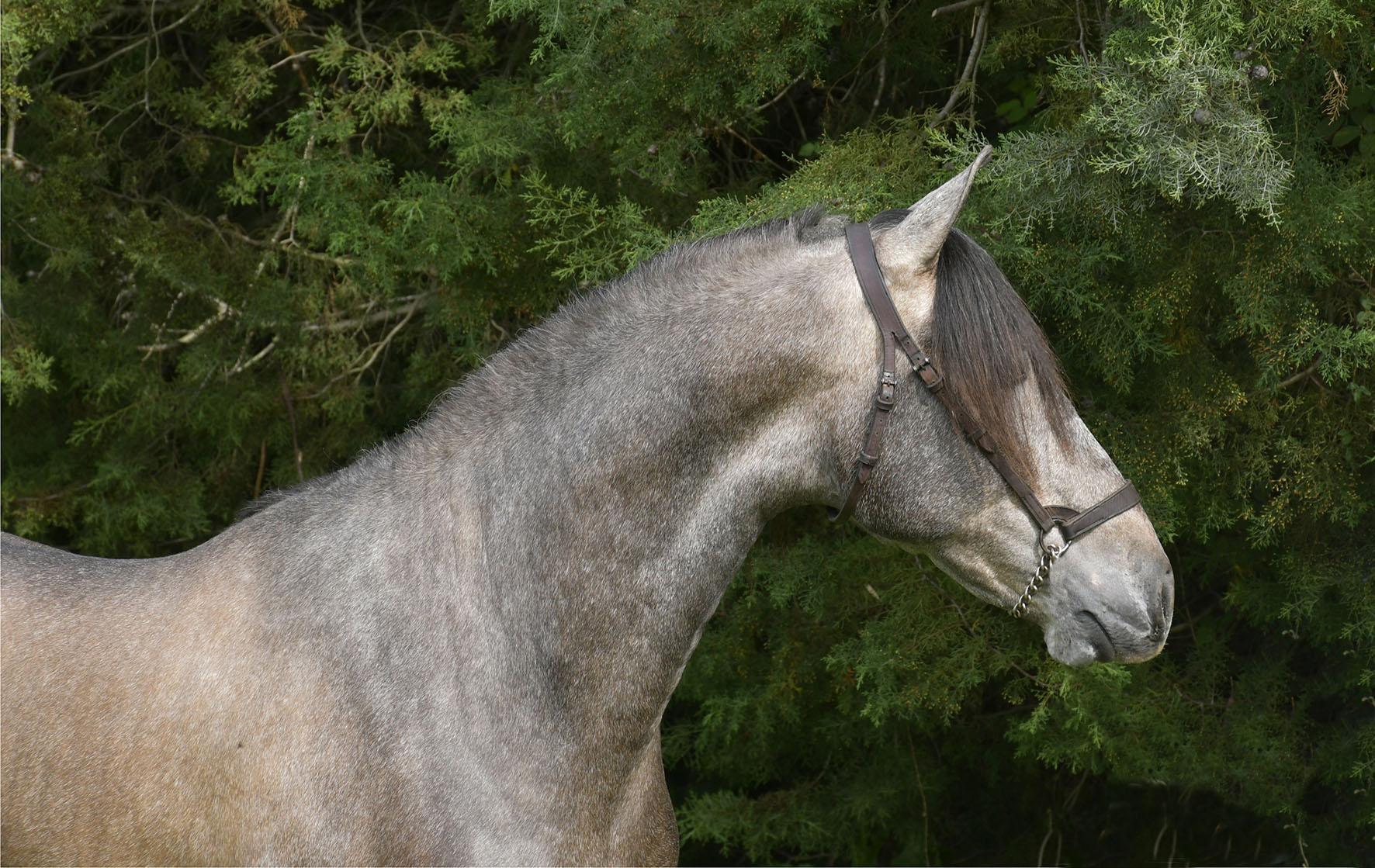 Caballo en Venta
