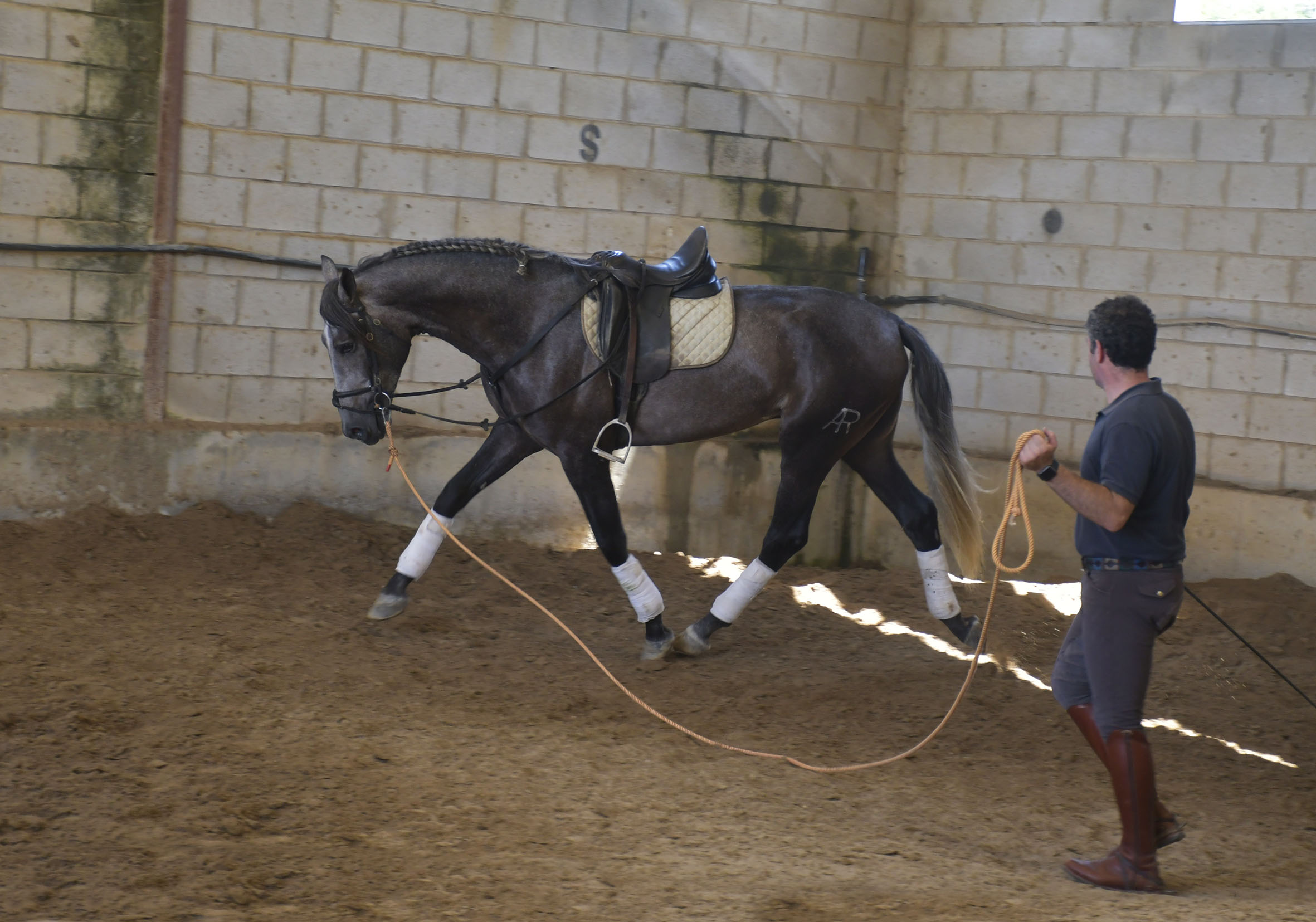 Listado de Caballos en Venta