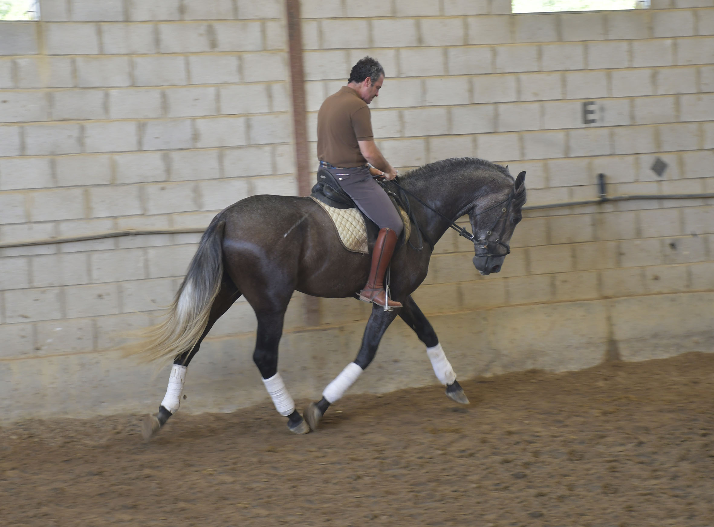 Listado de Caballos en Venta