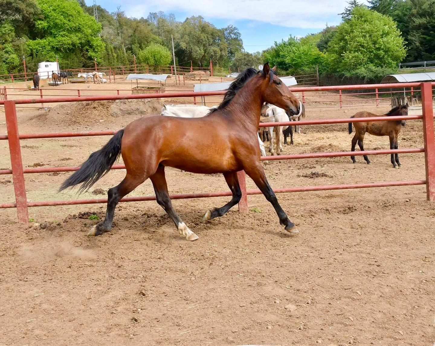 Caballo en Venta