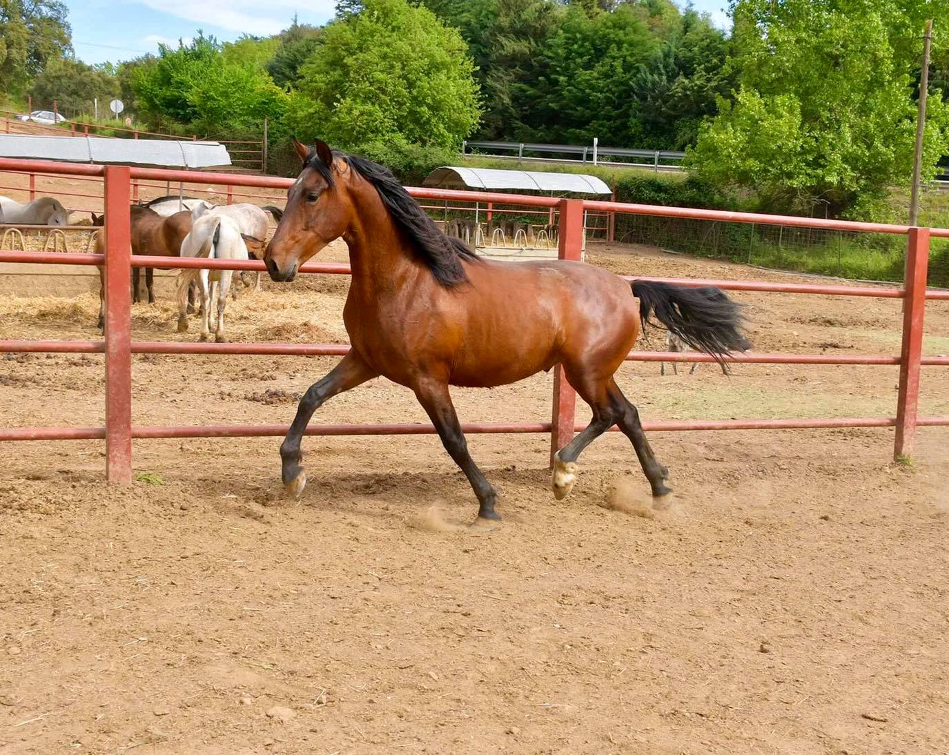 Comprar Caballo