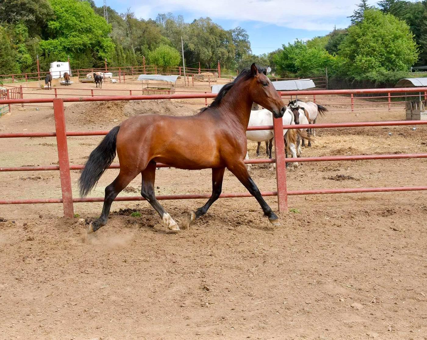 Comprar Caballo