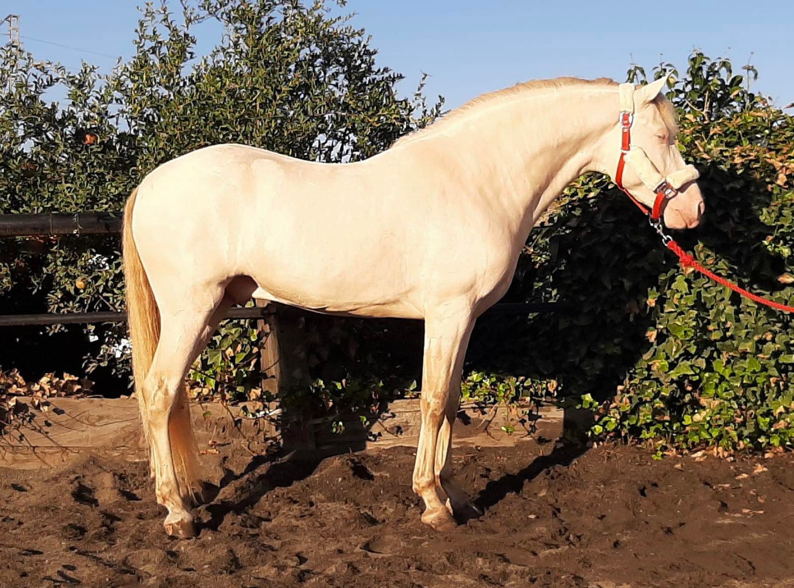 Caballo en Venta