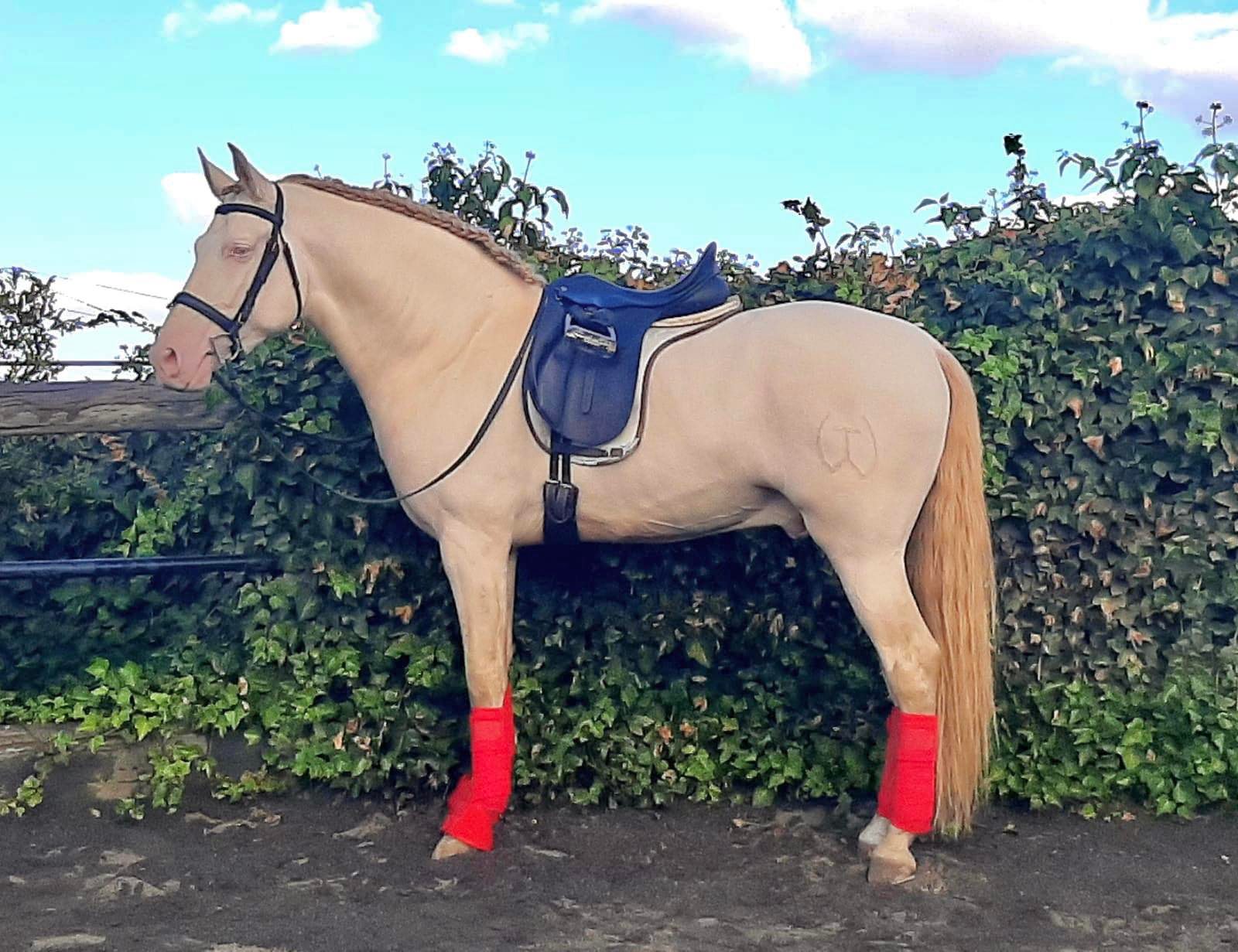 Caballo en Venta