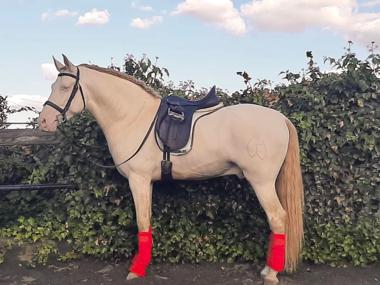 Caballo en Venta