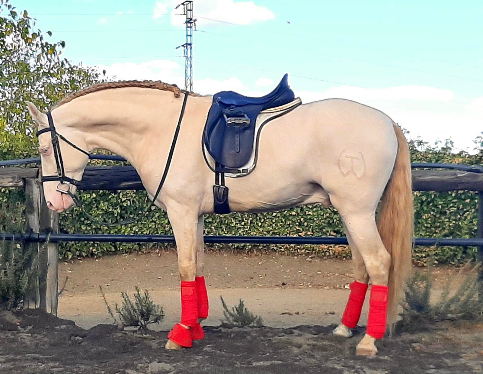 Caballo en Venta
