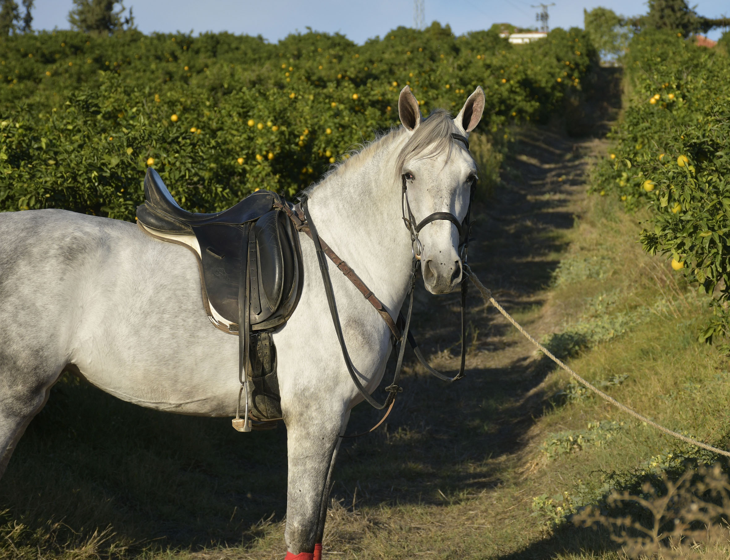 Caballo en Venta