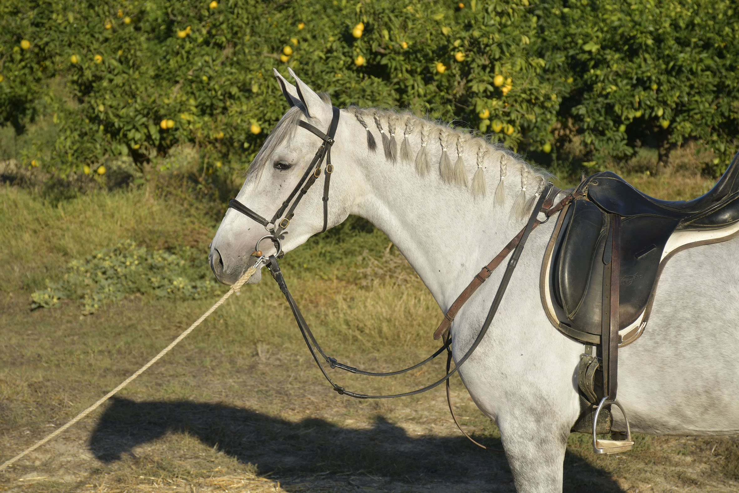 Caballo en Venta