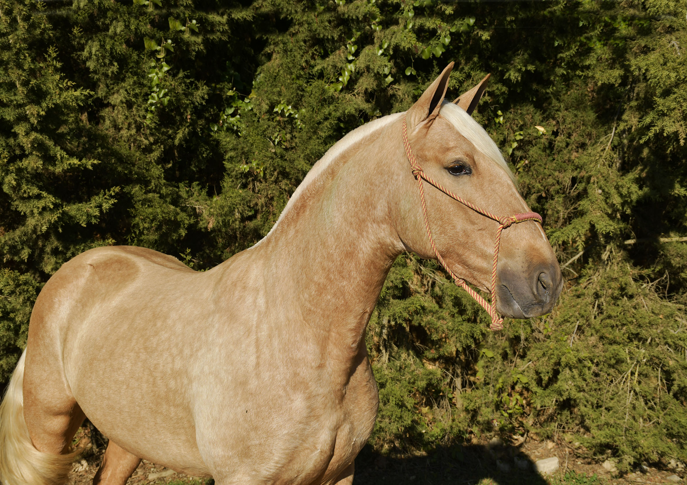 Caballo en Venta