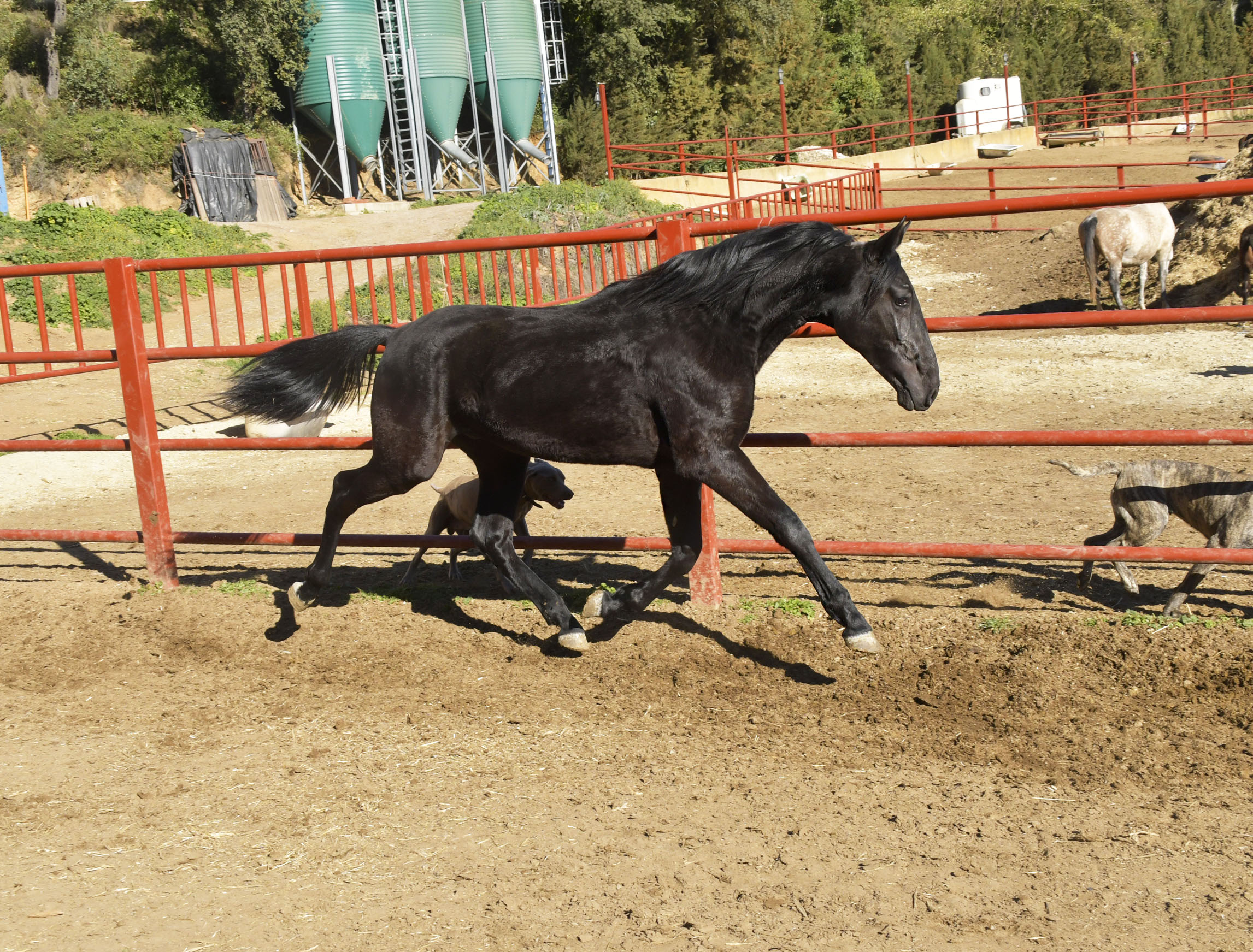 Listado de Caballos en Venta