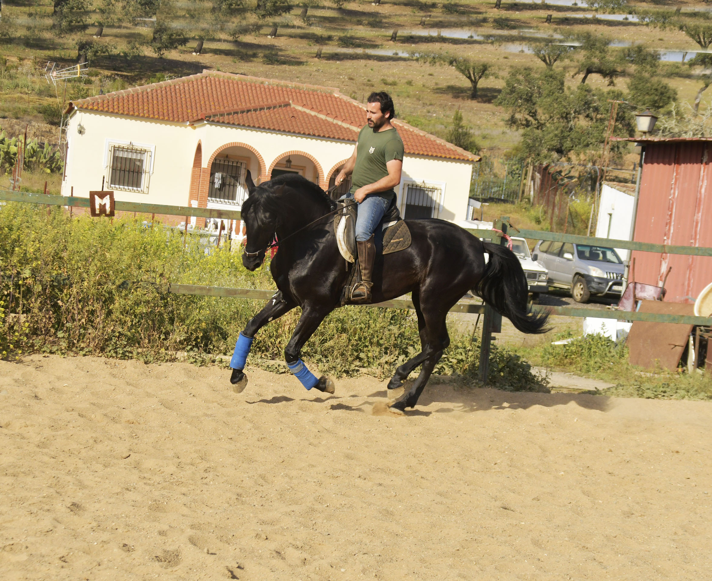 Listado de Caballos en Venta