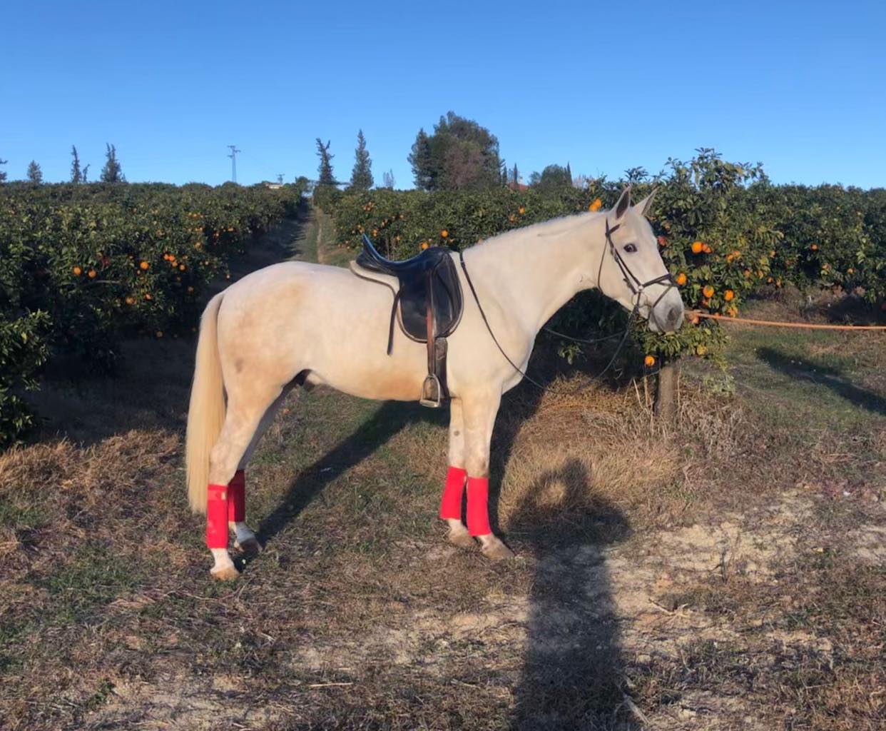 Caballo en Venta