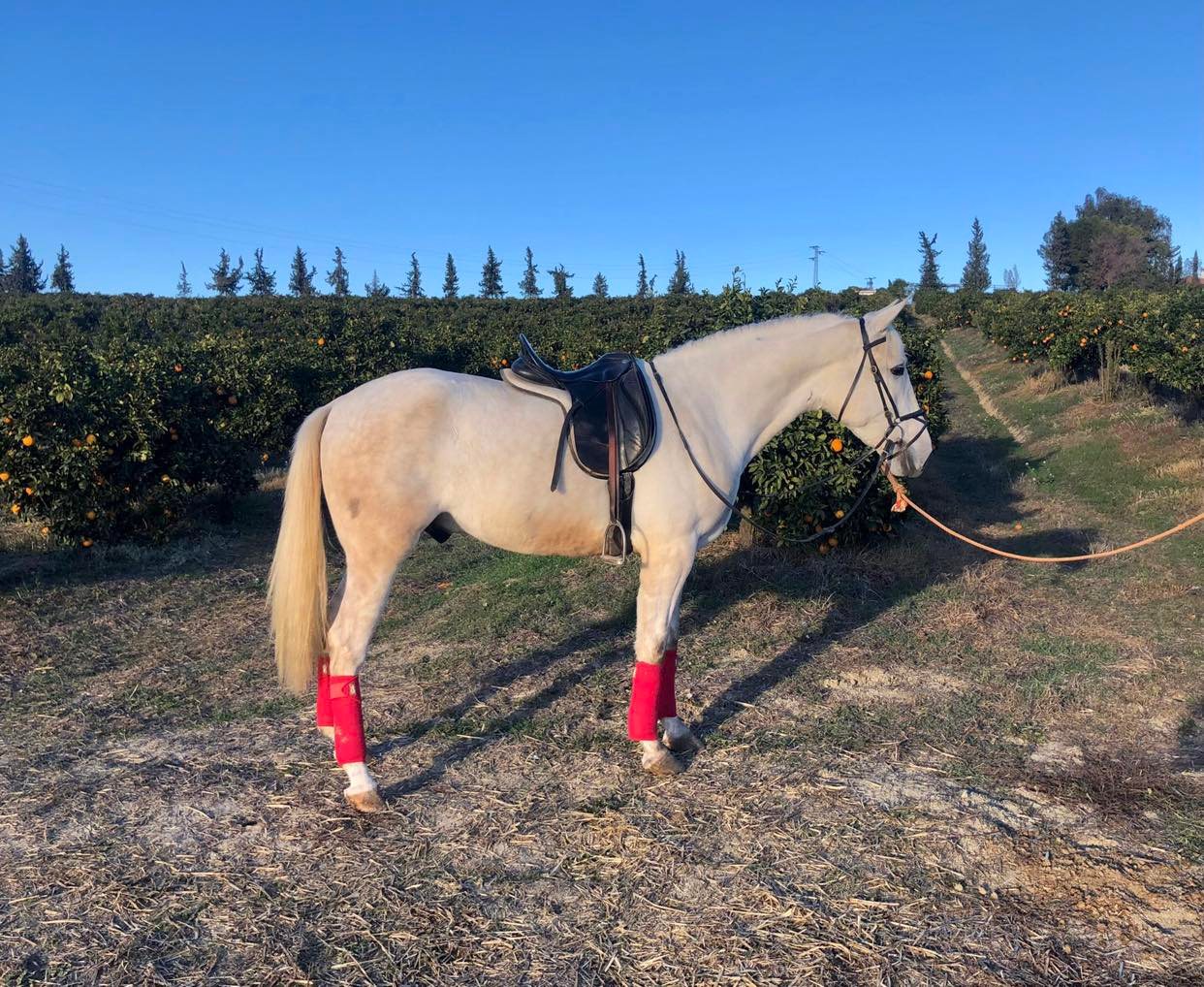 Caballo en Venta